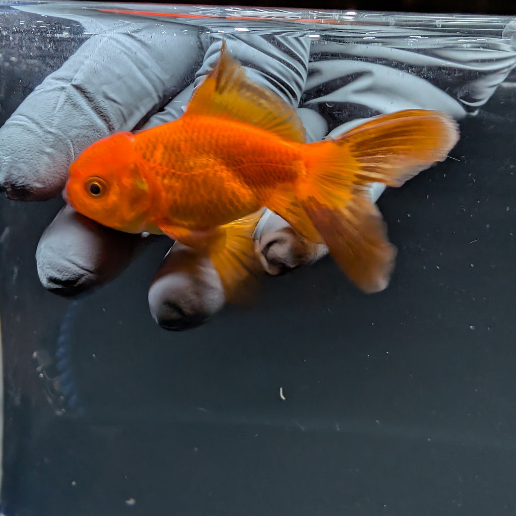 Juvenile Oranda Red Black 3"-3.5"in.  ID#515T2A-015