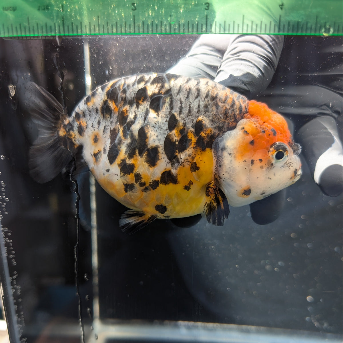 Jumbo Ranchu Kirin Calico 4.5"-5" in. ID#1009R8A-054