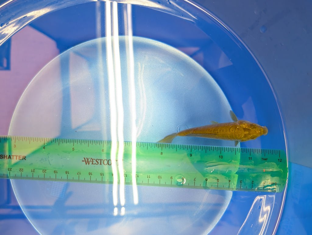 Doitsu Chagoi Koi  4"in. ID#806BFK-019
