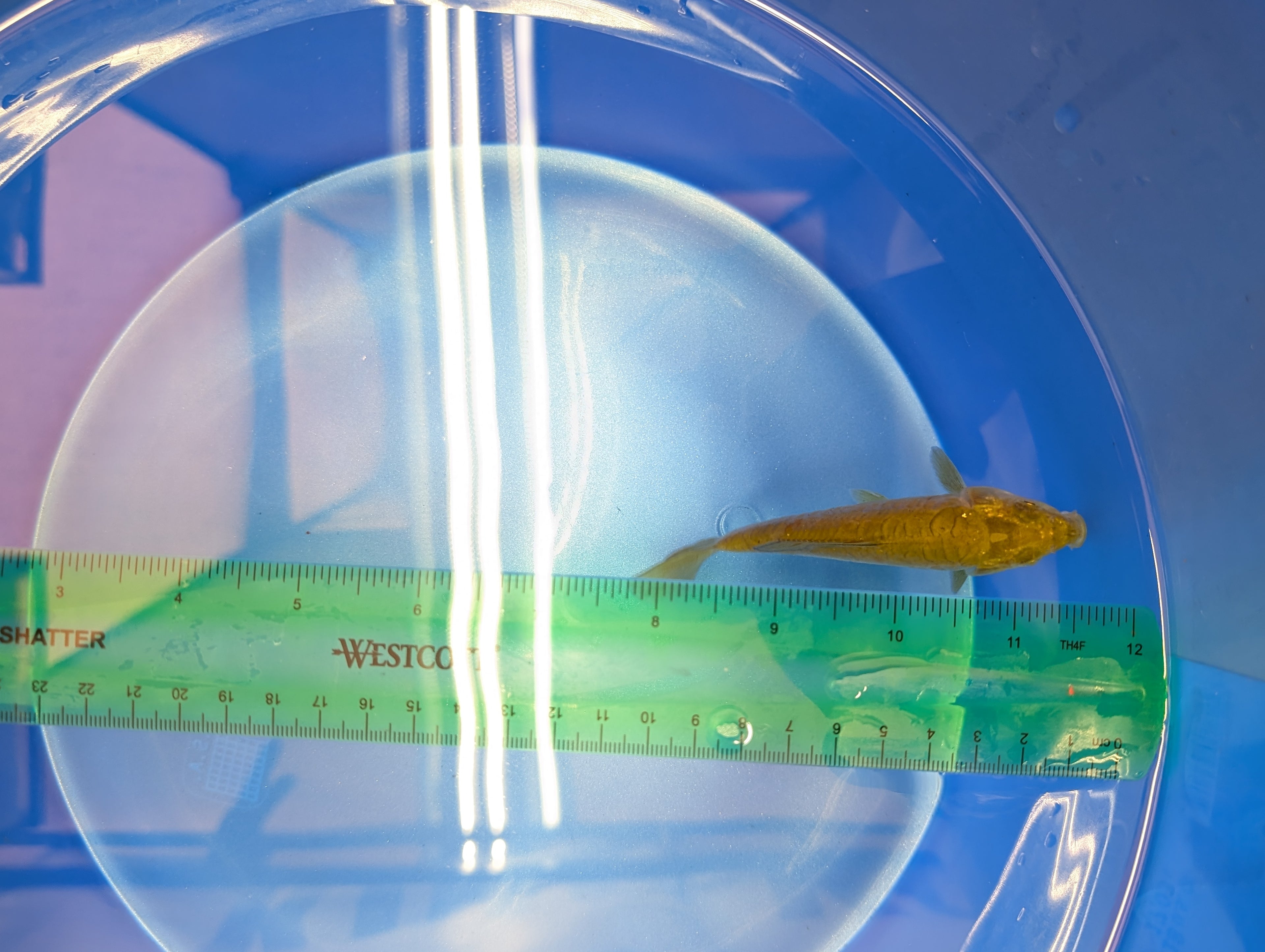 Doitsu Chagoi Koi  4"in. ID#806BFK-019