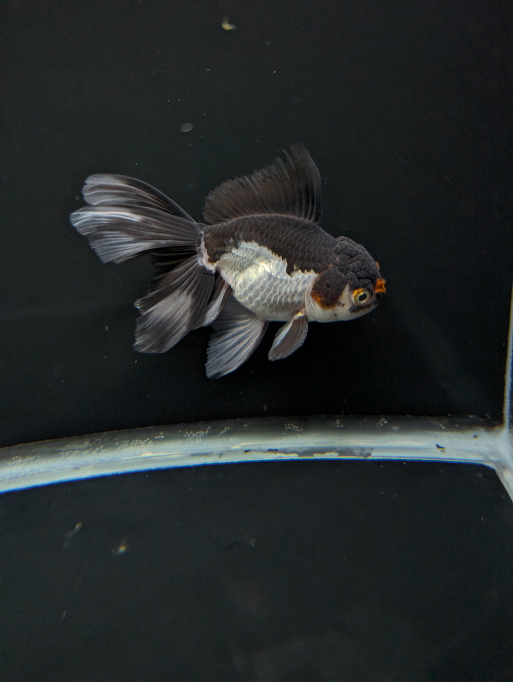 Thai Oranda Panda Tricolor 4"-4.5"in.  ID#1023T1A-026