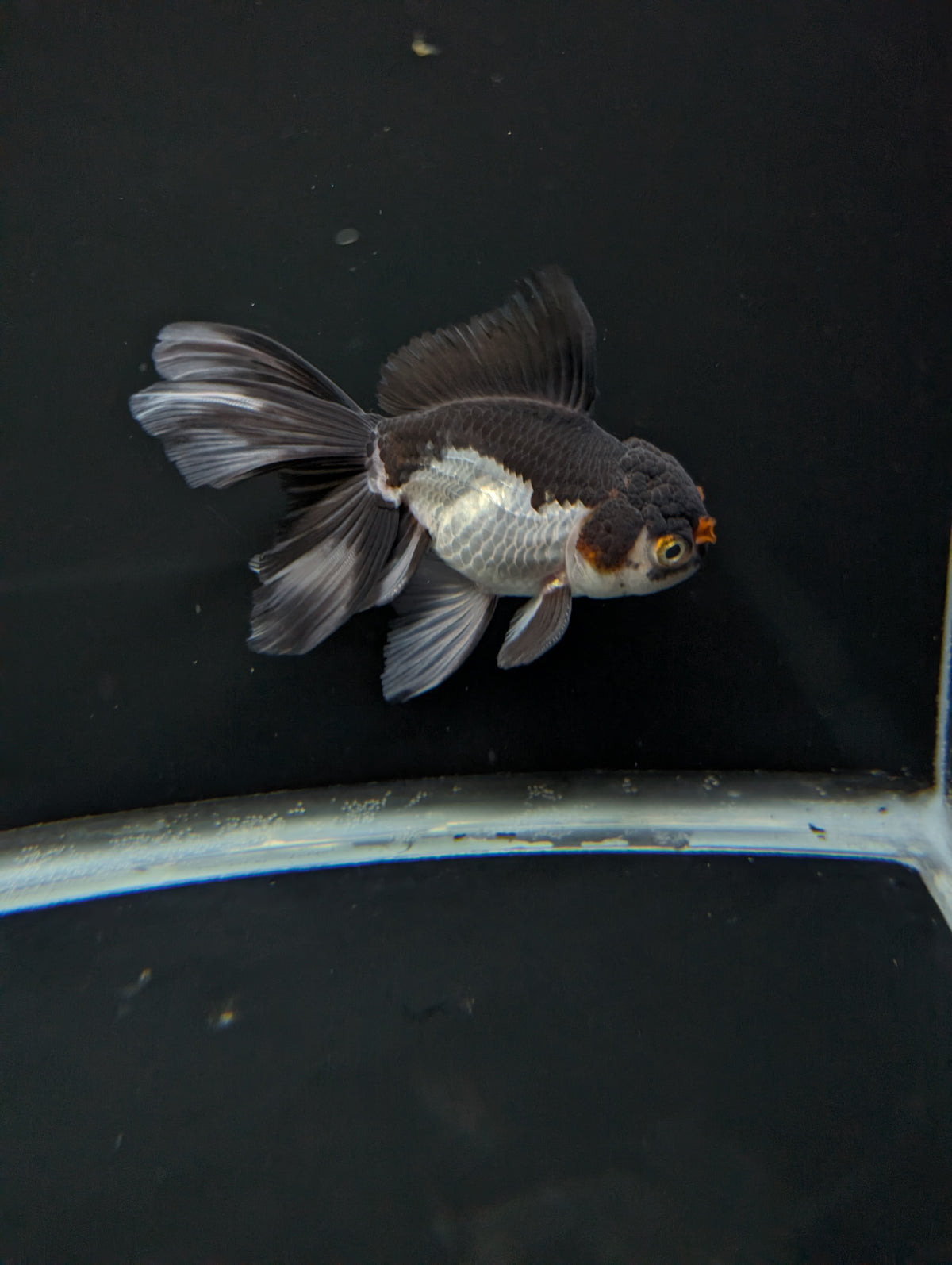 Thai Oranda Panda Tricolor 4"-4.5"in.  ID#1023T1A-026