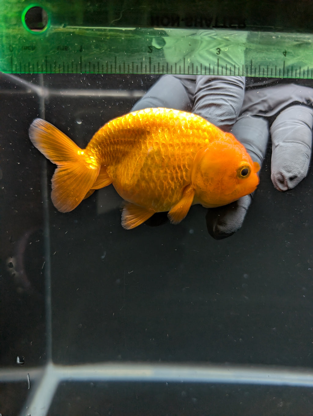 Ranchu Red White 3.5"-4"in. ID#828R4A-025