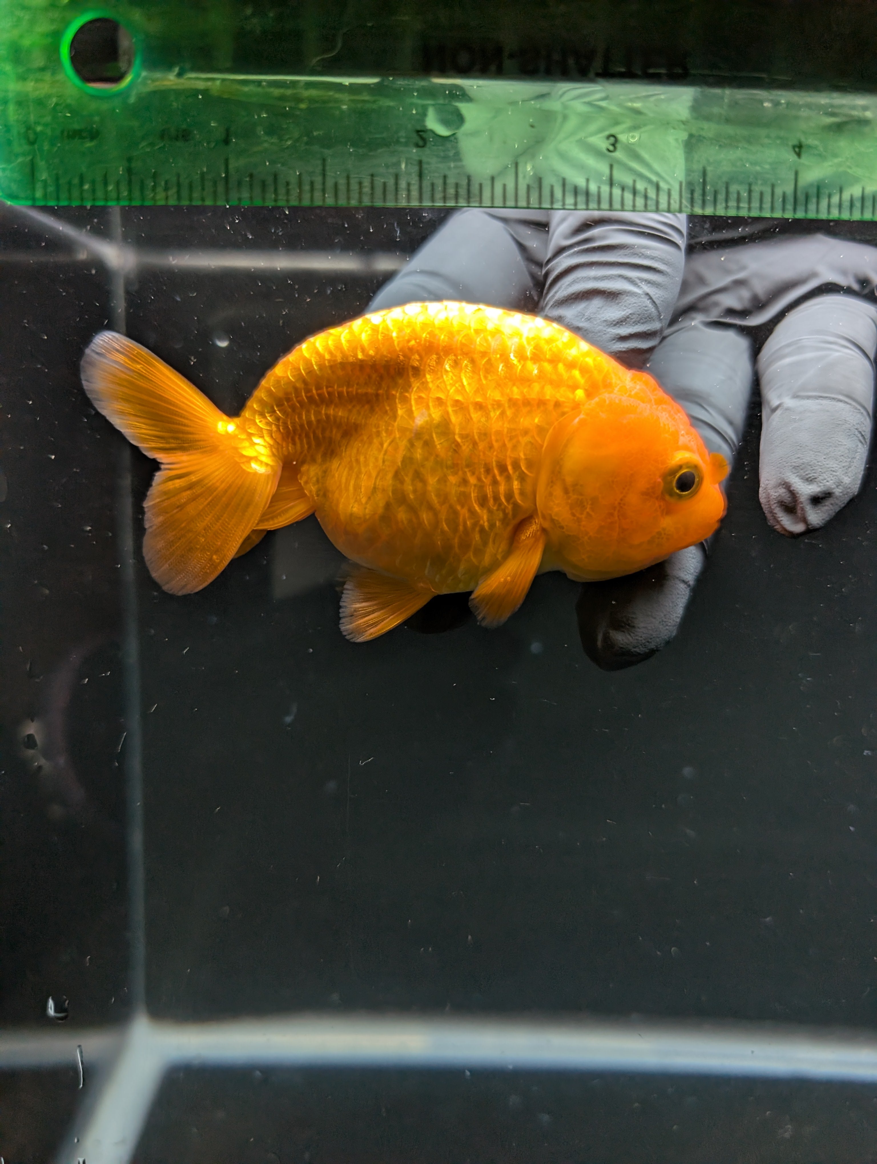Ranchu Red White 3.5"-4"in. ID#828R4A-025