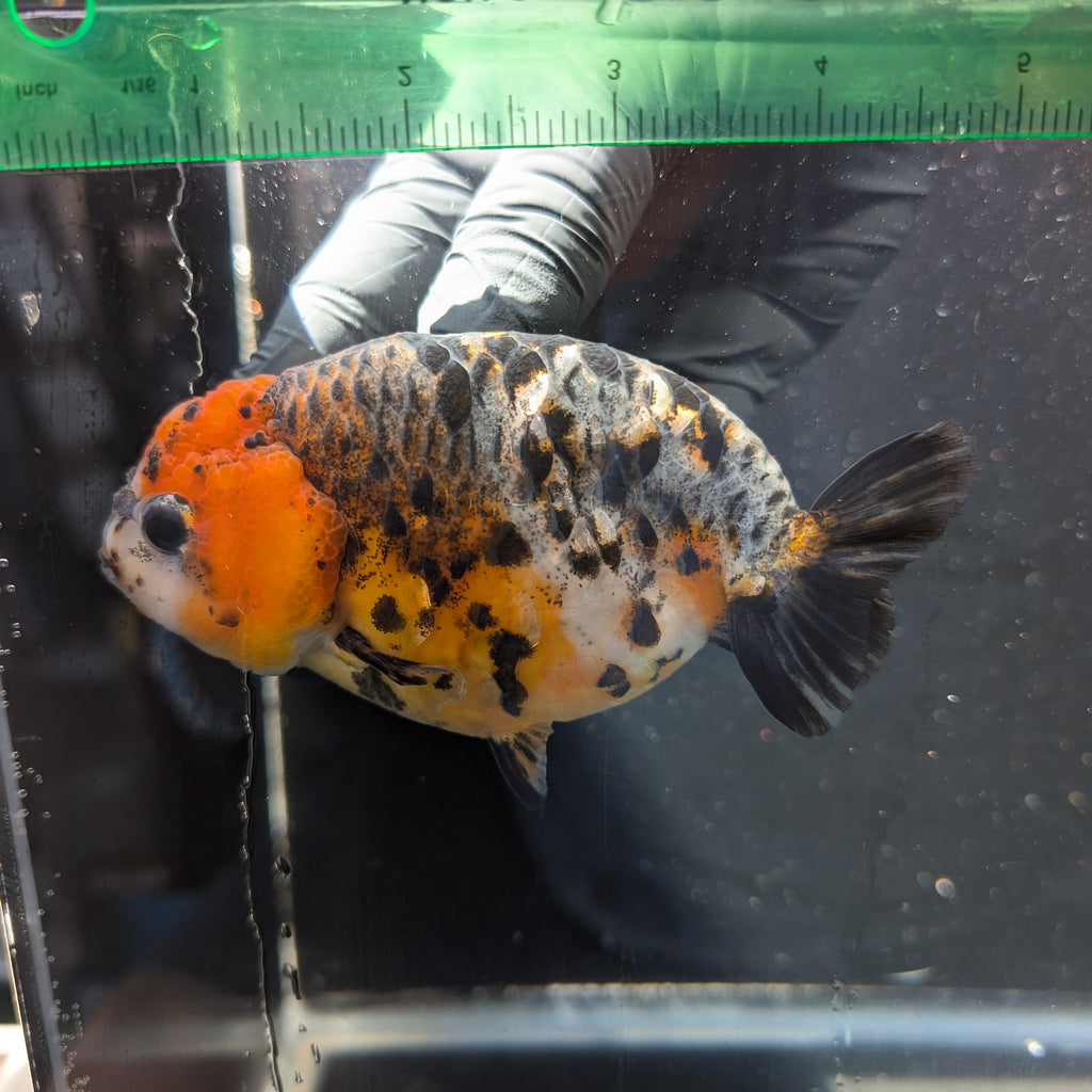 Jumbo Ranchu Kirin Calico 4.5"-5" in. ID#1009R8A-054