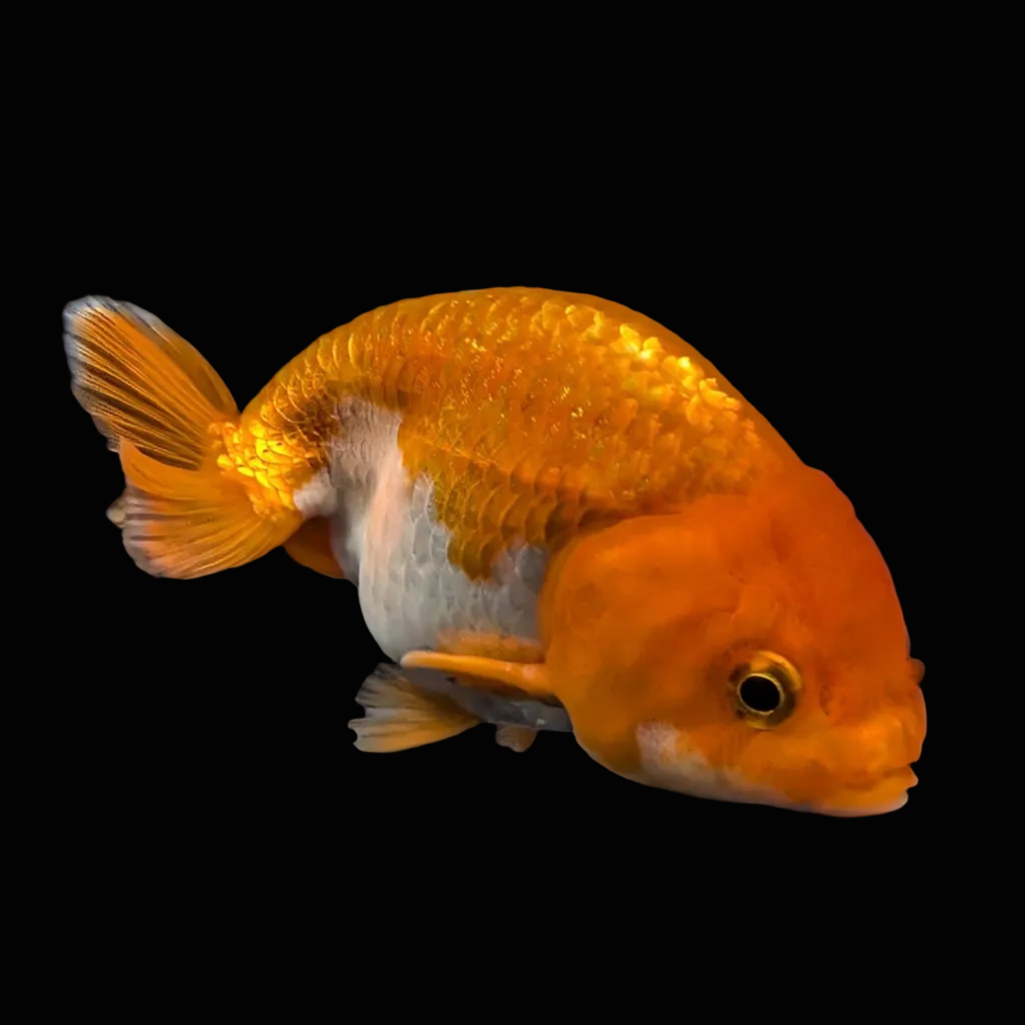 Ranchu Red White 3.5"-4"in. ID#821R4A-055