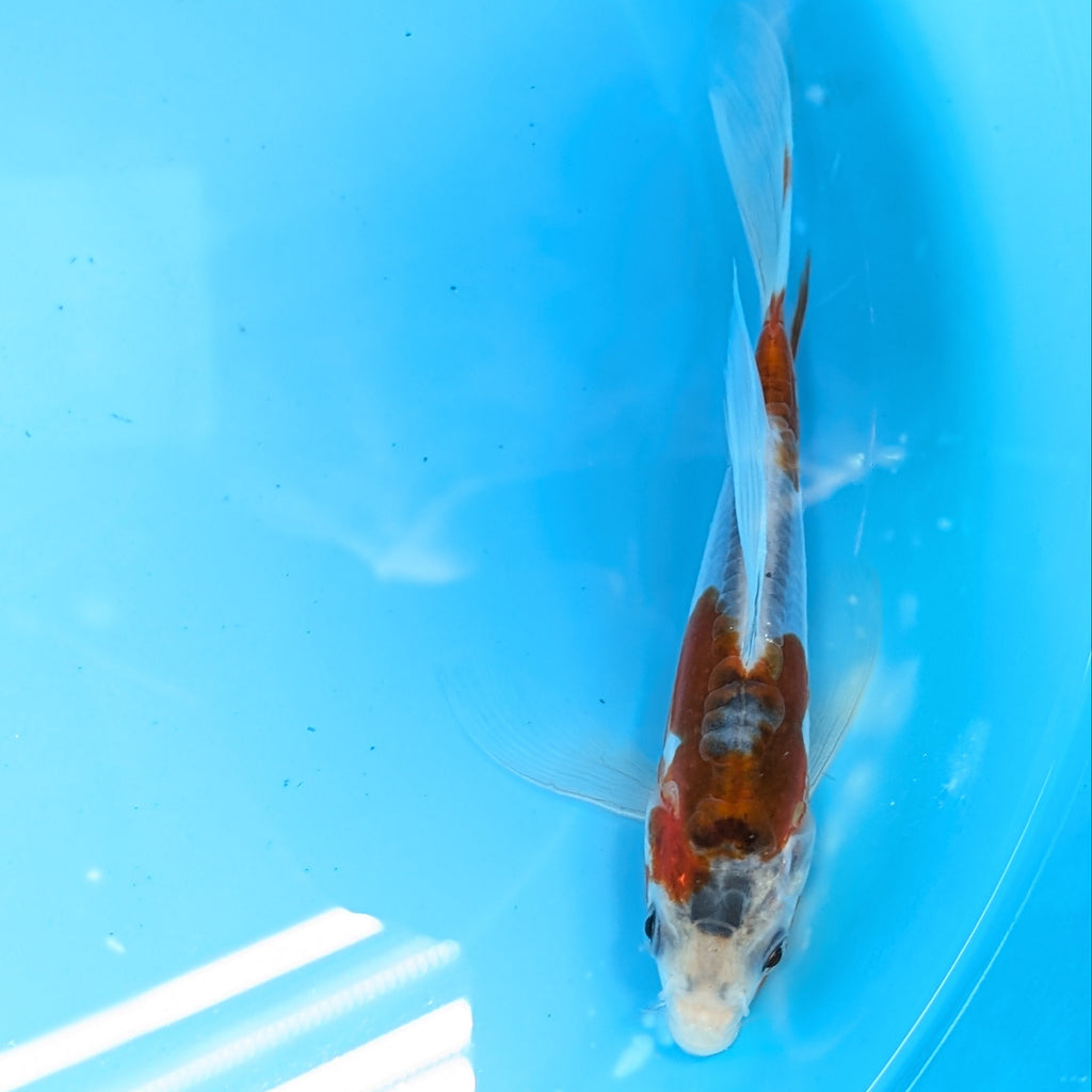 Shusui Butterfly Koi  6"-7'in. ID#727BFK-002