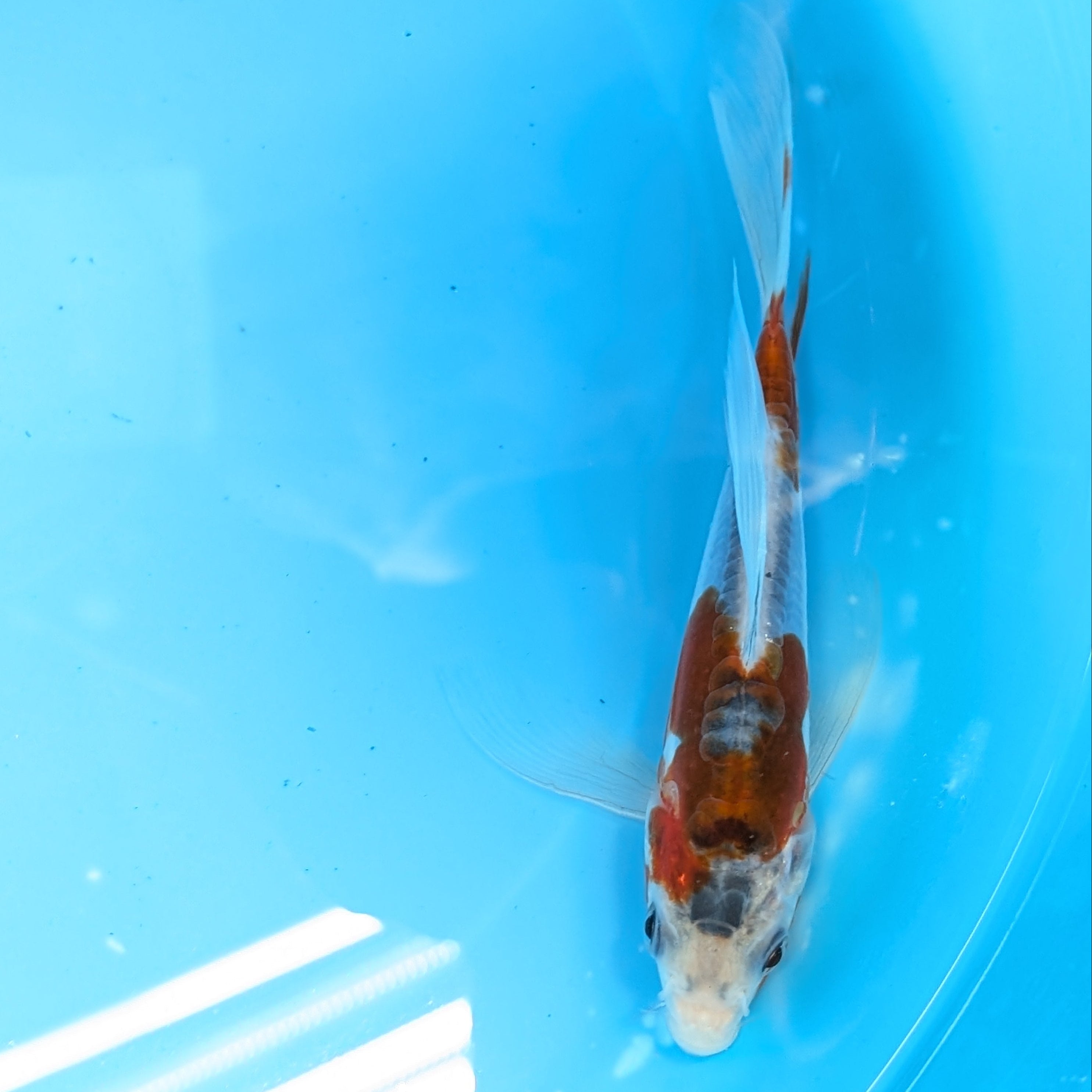 Shusui Butterfly Koi  6"-7'in. ID#727BFK-002