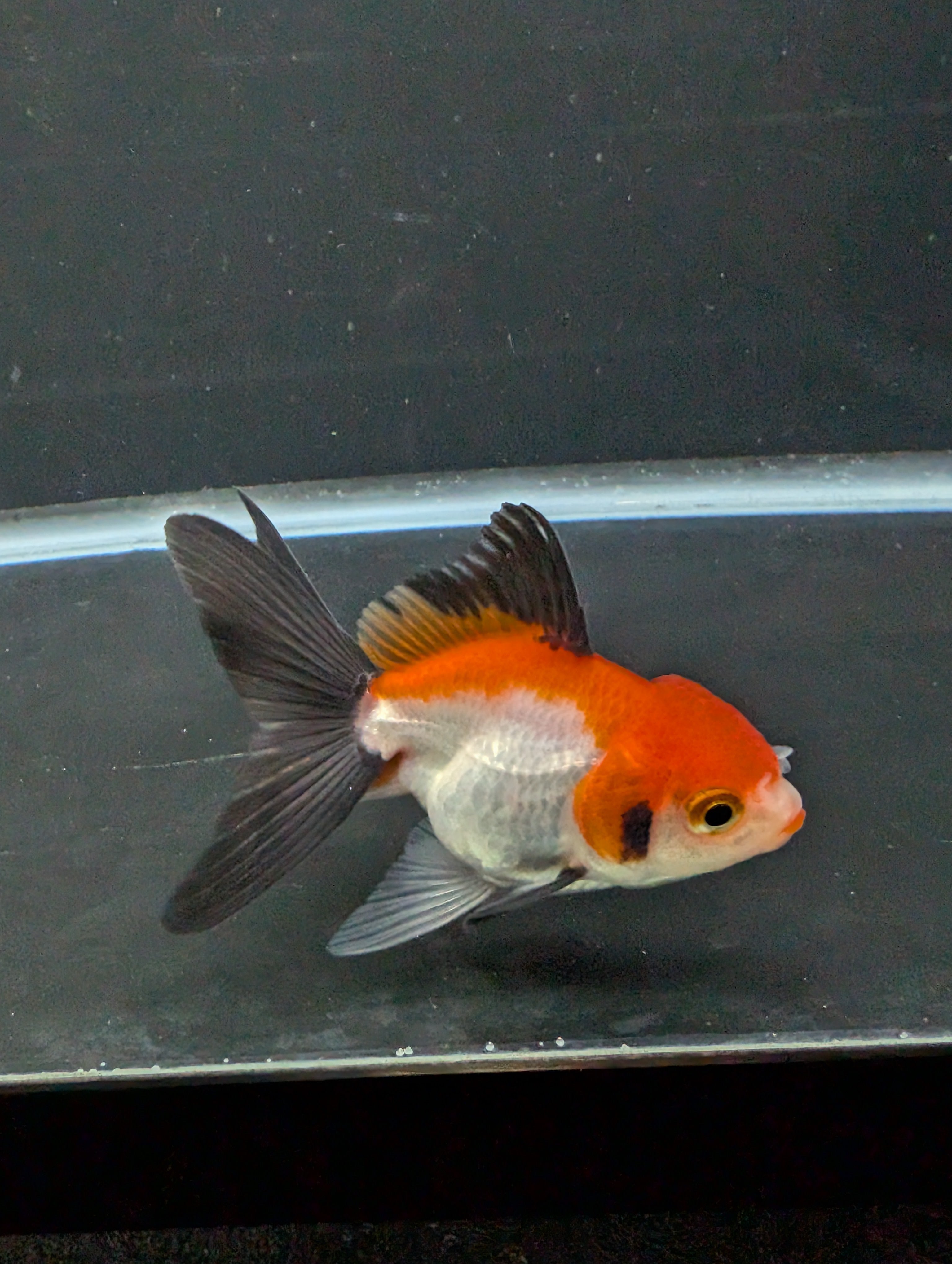 Juvenile Thai Oranda Tricolor 3"in.  ID#814T1A-009