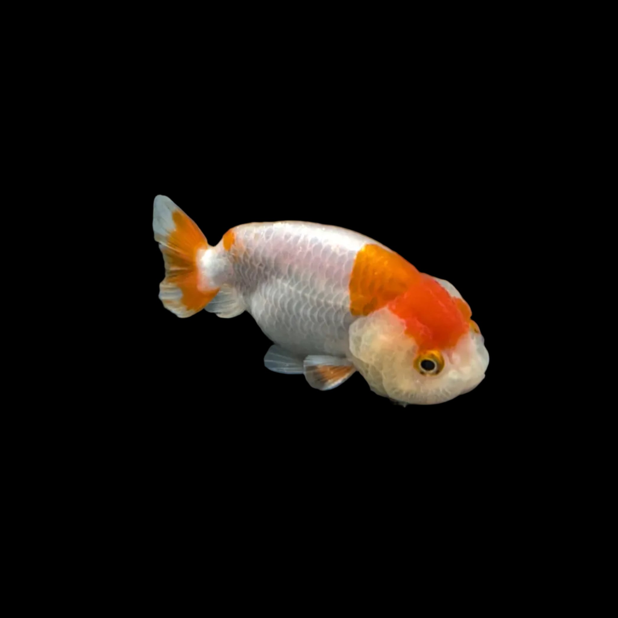 Ranchu Red White 3"-3.5" in. ID#3201A-001