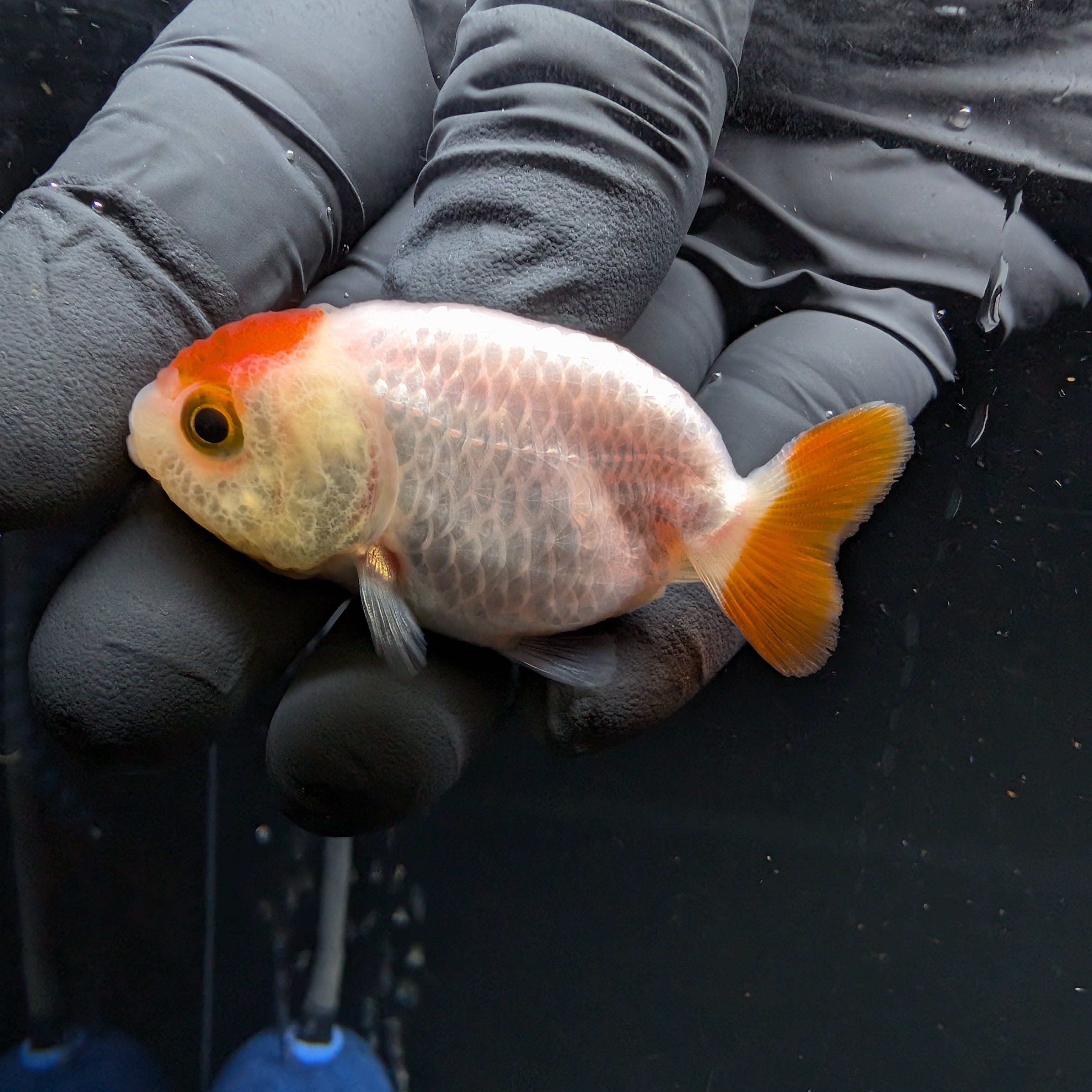 Baby Ranchu Red White 2.5"-3" in. ID#522R4A-001