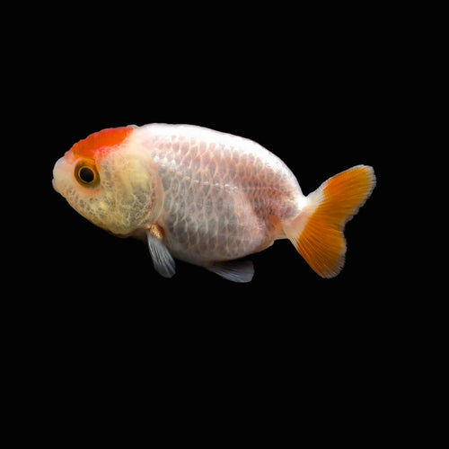 Baby Ranchu Red White 2.5"-3" in. ID#522R4A-001