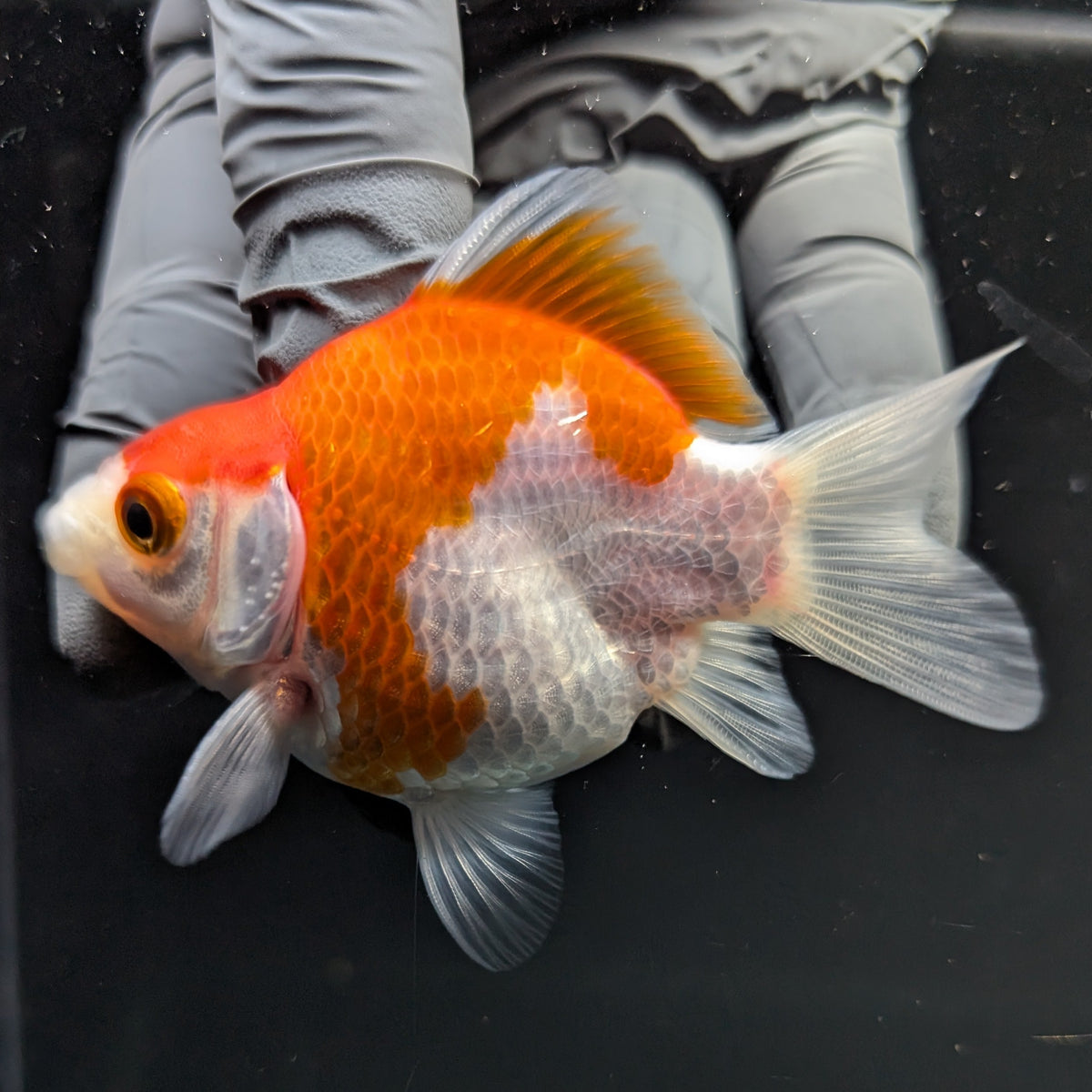 Tamasaba Red White 3"-3.5" in. ID#1009TM1B-012