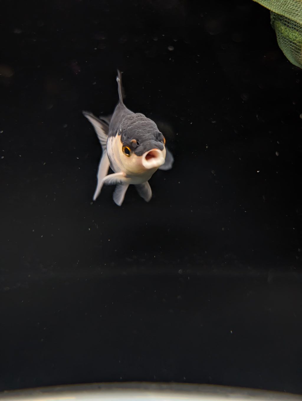 Thai Juvenile Oranda Panda 3"-3.5" in.  ID#717T1A-002