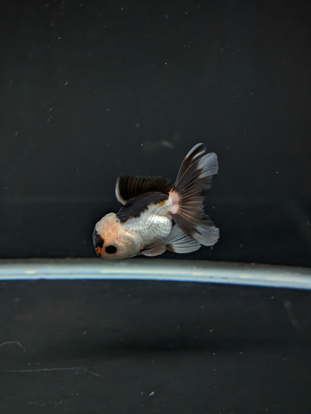 Juvenile Thai Oranda Panda 3"in.  ID#814T1A-006
