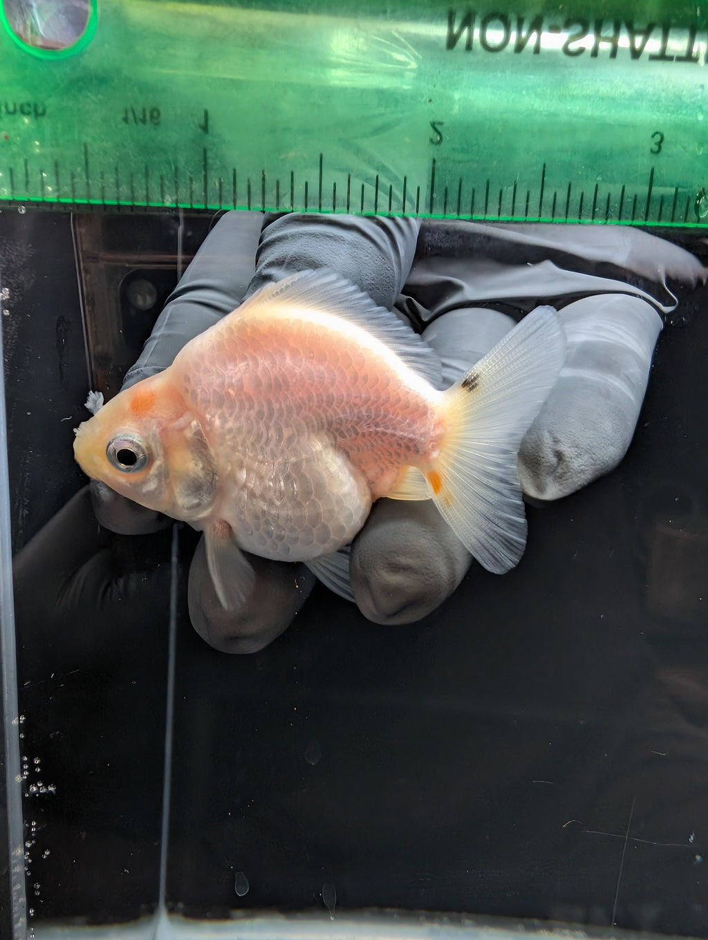 Baby Thai Shogun Oranda White 2"-2.5" in. ID#1023BSG11A-028