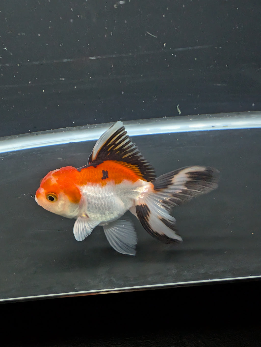 Juvenile Thai Oranda Tricolor 3"in.  ID#821T1A-021