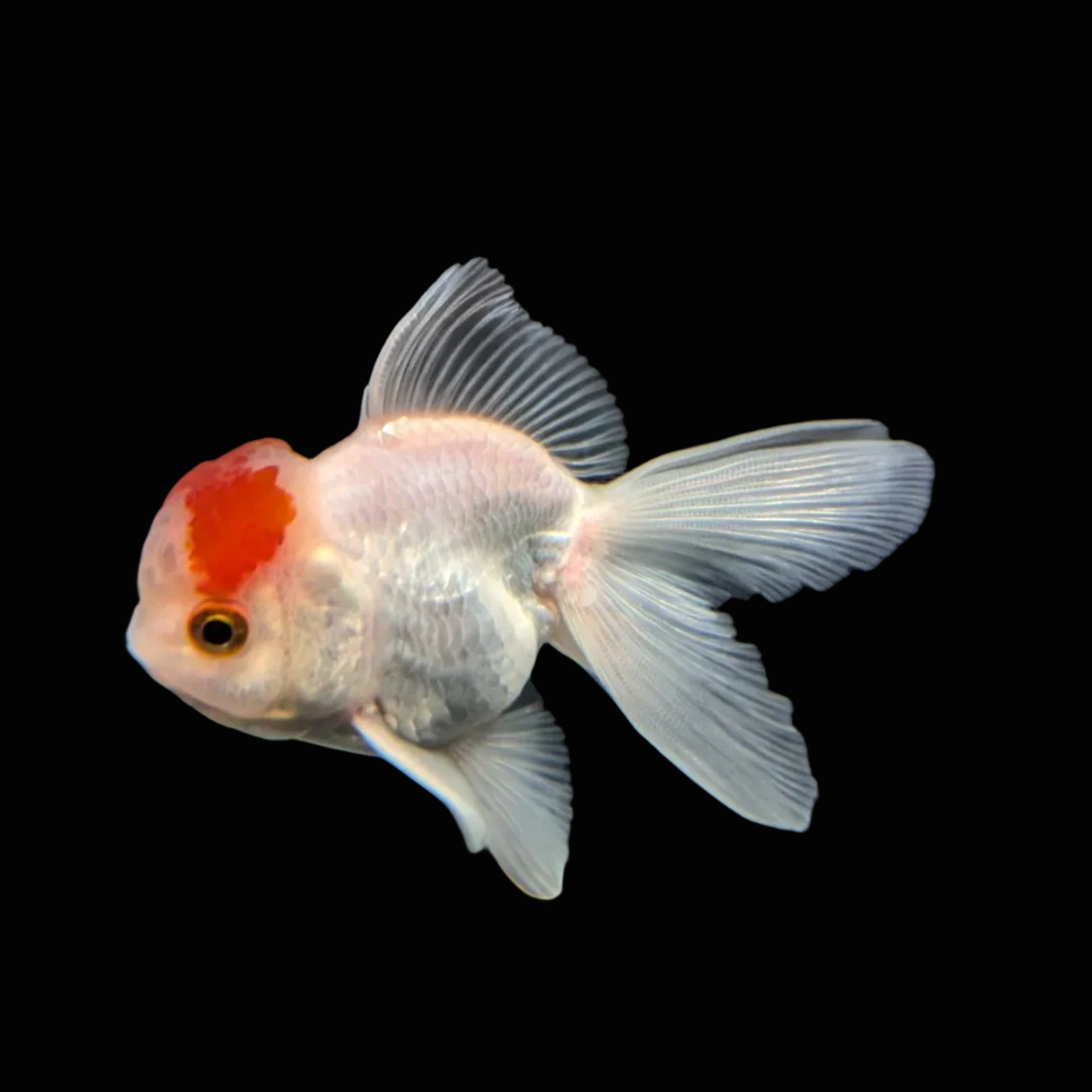 Juvenile Oranda Tricolor 3.5"-4" in.  ID#417T7A-009