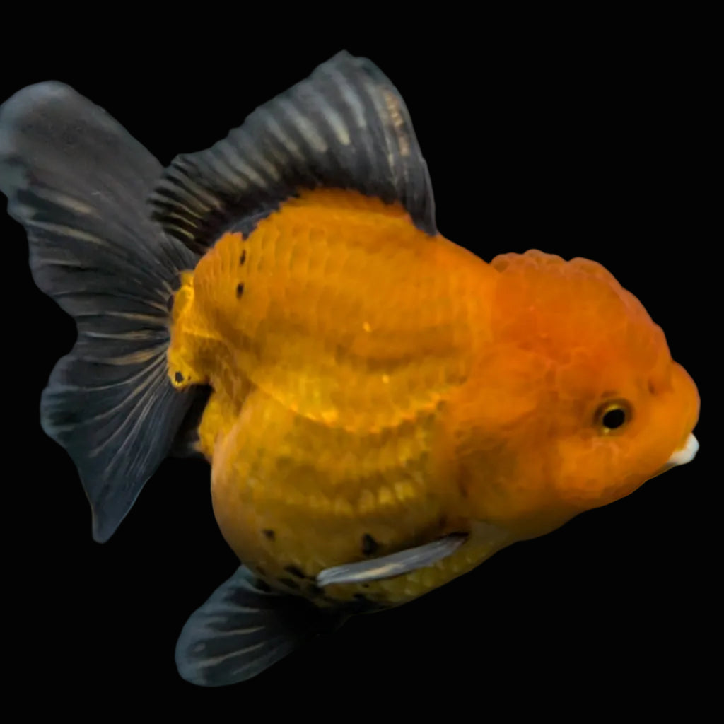 Thai Oranda Red Black  4.5"-5"  ID#718T5B-005