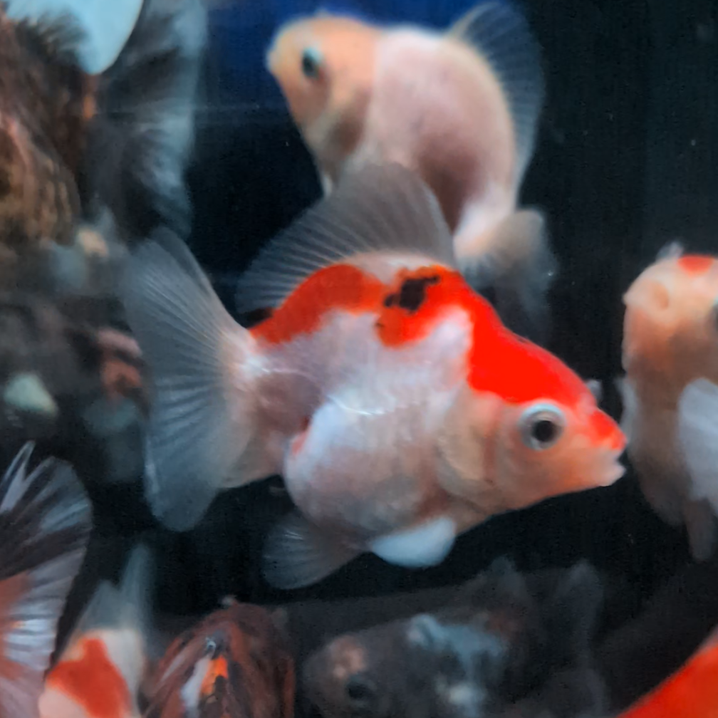 BULK 5PACK - Baby Thai Shogun Oranda Mix Color 2"-2.5" in. *Assorted Dealers Choice