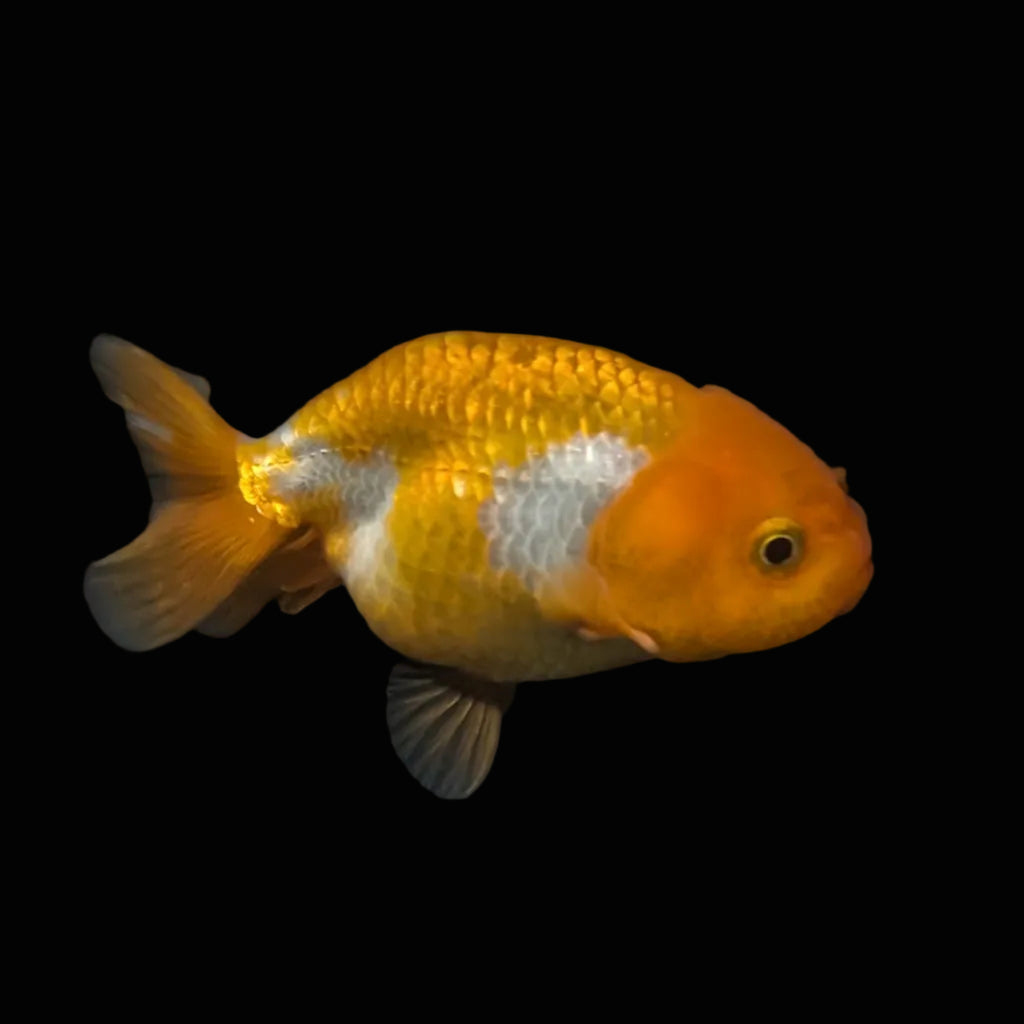 Ranchu Red White 3"-3.5" in. ID#403R7A-009