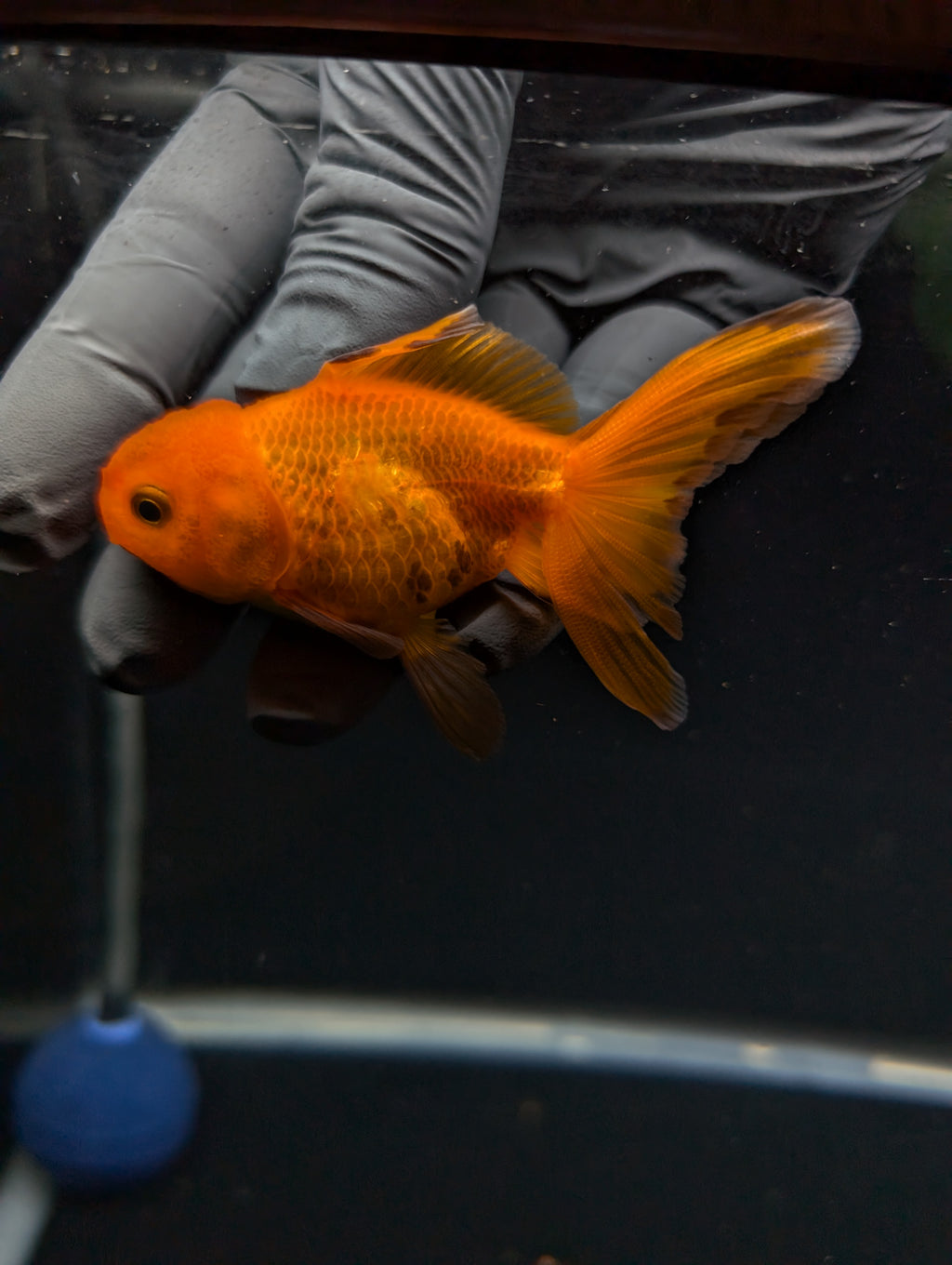 Juvenile Oranda Red Black 3"-3.5"in.  ID#529T1A-059