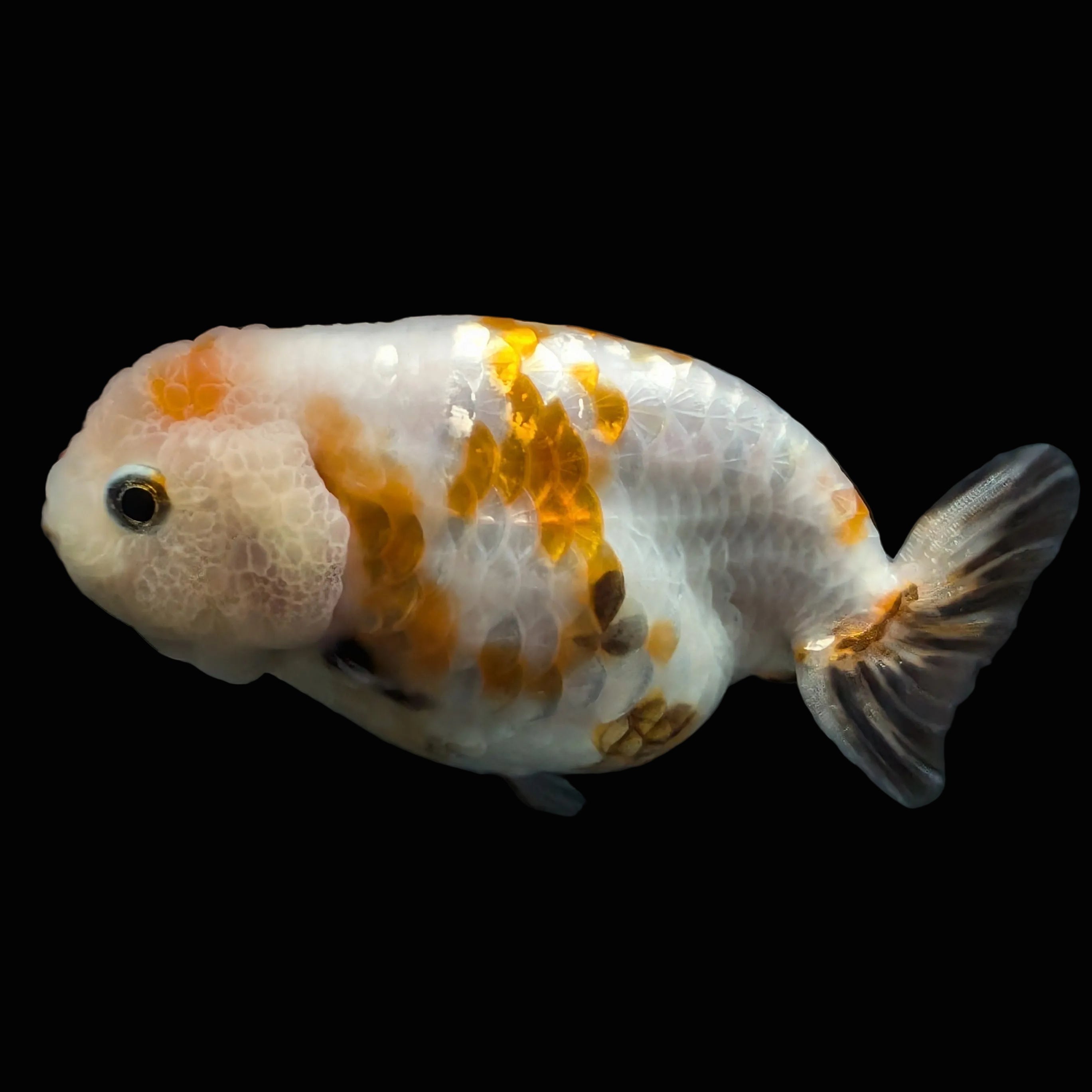 Jumbo Ranchu Sakura Calico 4.5"-5" in. ID#828R8A-052