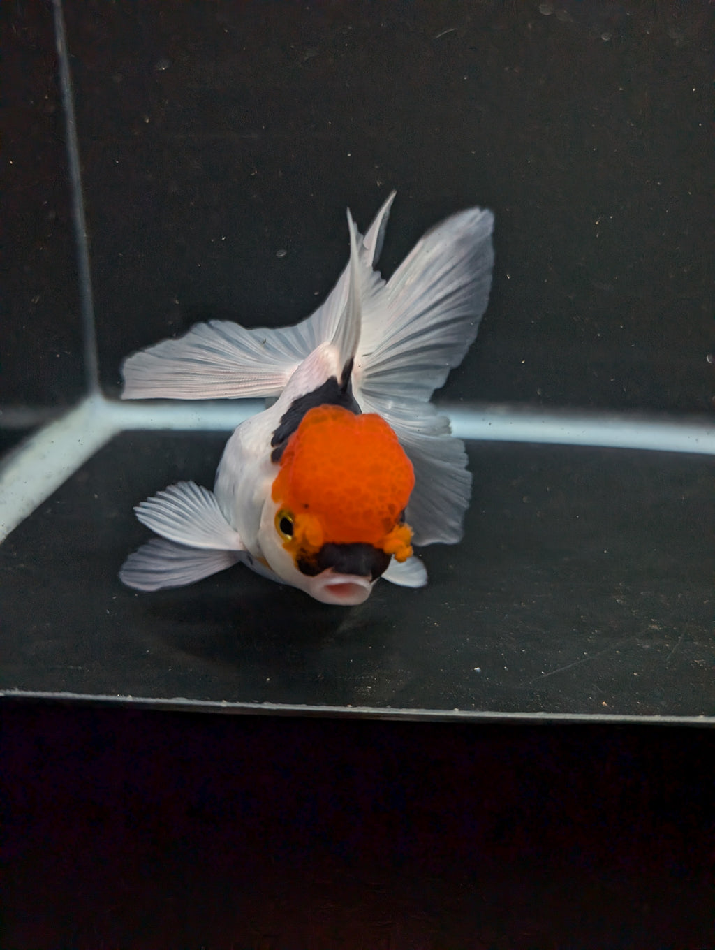 Thai Oranda Tricolor 4"-4.5"in.  ID#1016T1A-006
