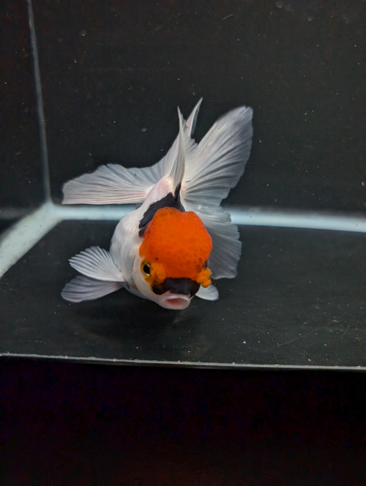 Thai Oranda Tricolor 4"-4.5"in.  ID#1016T1A-006