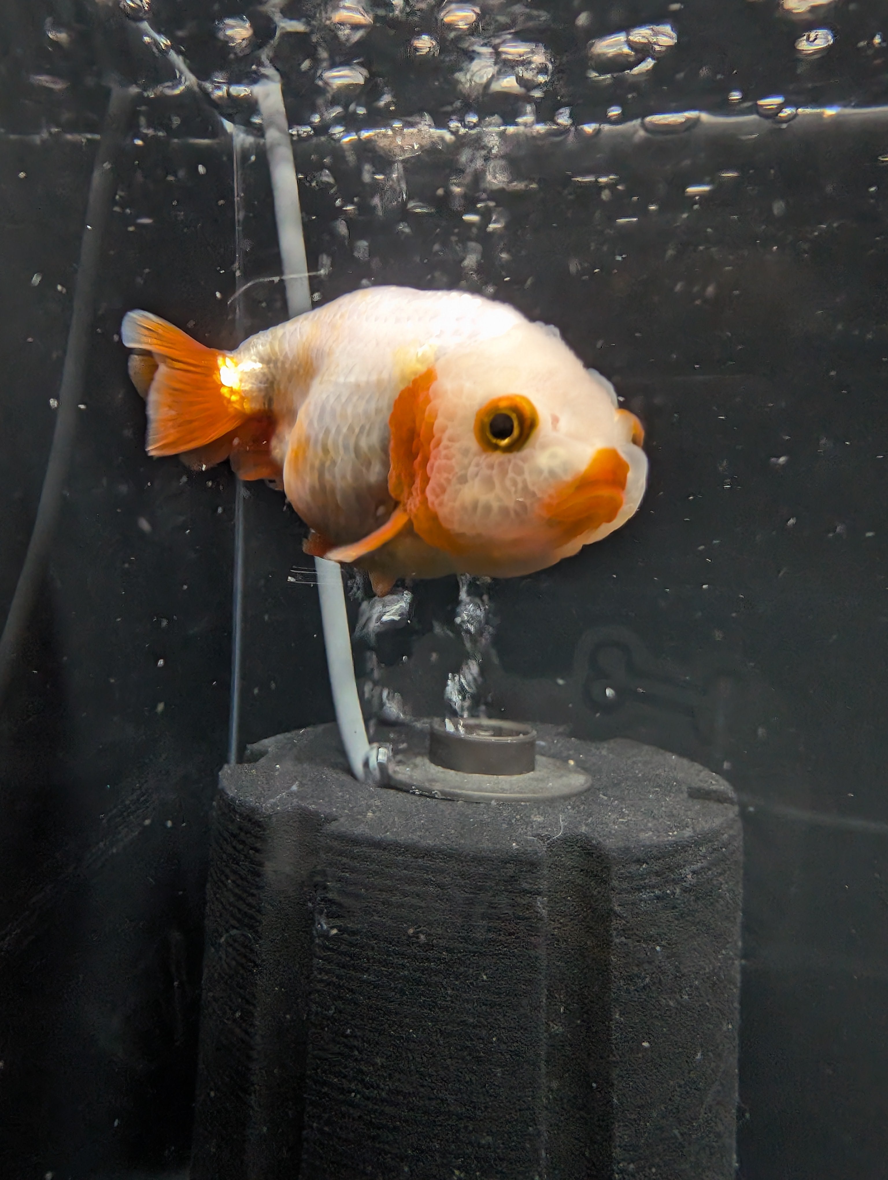 Ranchu Red White 3"-3.5" in. ID#501R13A-022