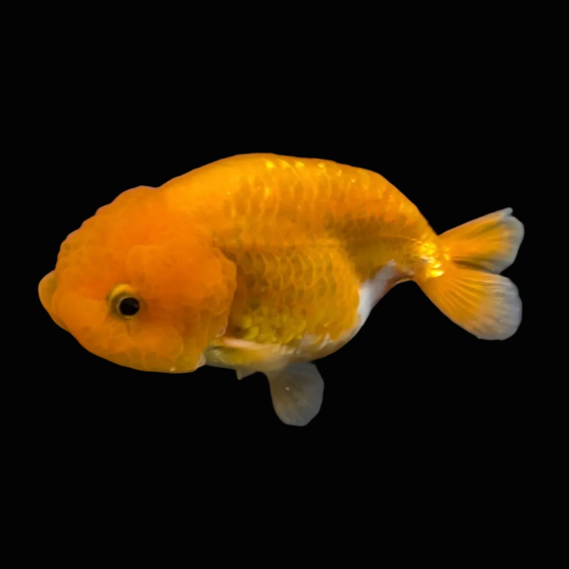 Ranchu Red White 3"-3.5" in. ID#417R13A-005