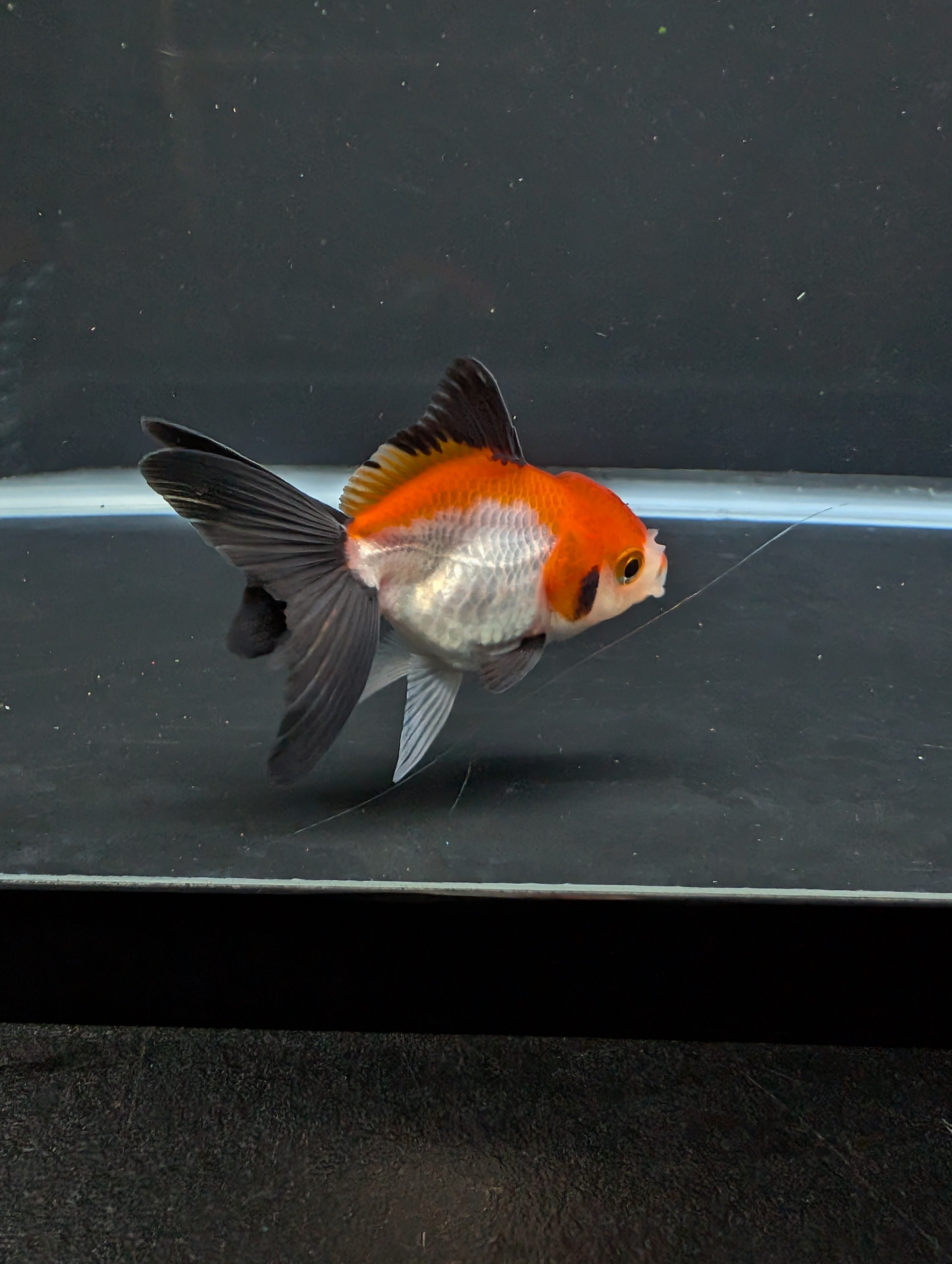 Juvenile Thai Oranda Tricolor 3"in.  ID#814T1A-009