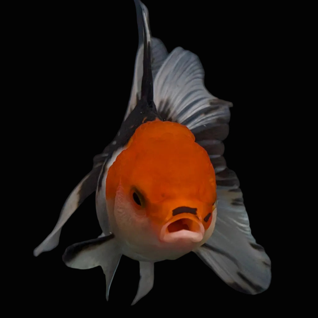 Thai Juvenile Oranda Tricolor 3.5"-4"in.  ID#731T1A-055