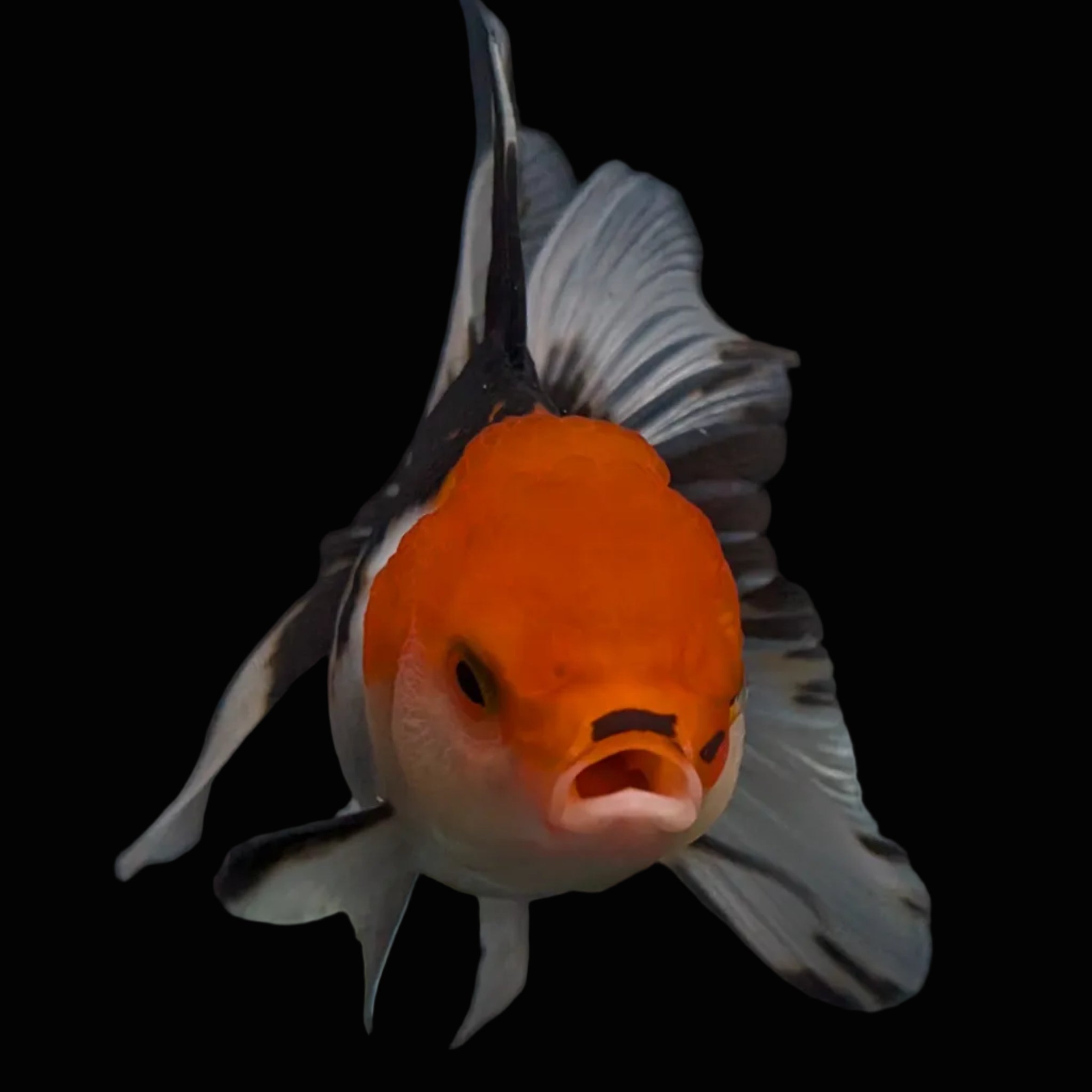 Thai Juvenile Oranda Tricolor 3.5"-4"in.  ID#731T1A-055