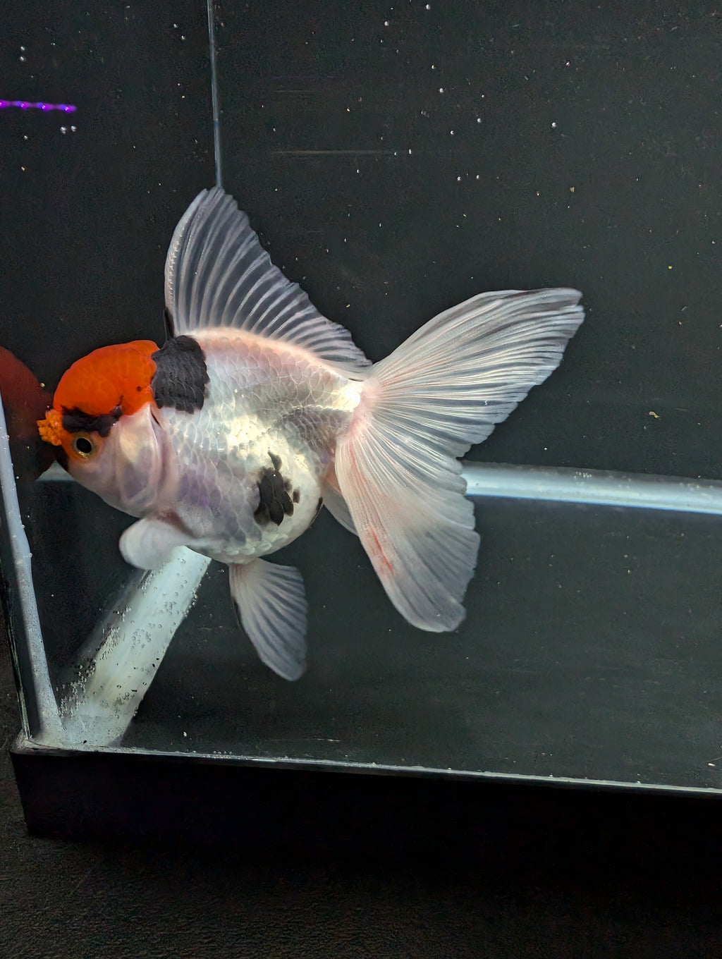 Thai Oranda Tricolor 4"-4.5"in.  ID#1016T1A-006