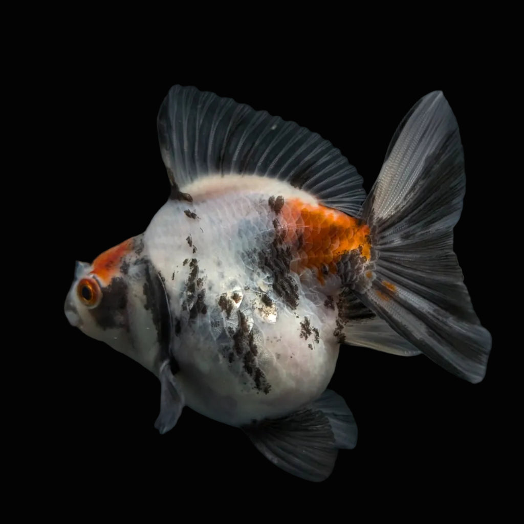 Jumbo Ryukin Short Tail Kirin Calico 4"-4.5" in. ID#4245B-002