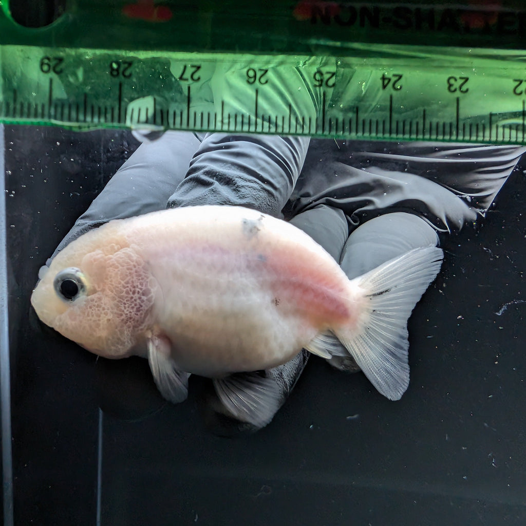 Ranchu Calico 2.5"-3" in. ID#724R4A-026