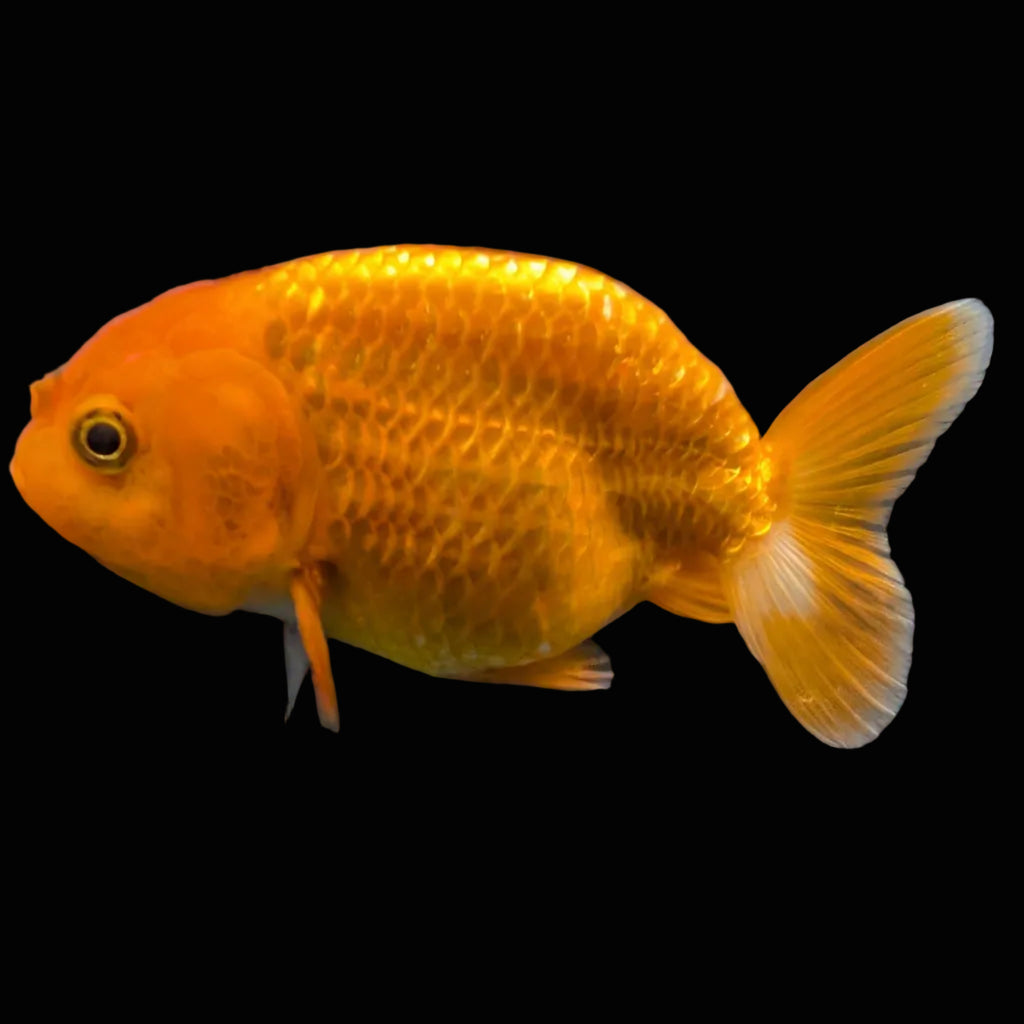 Ranchu Red White 3.5"-4"in. ID#821R4A-051