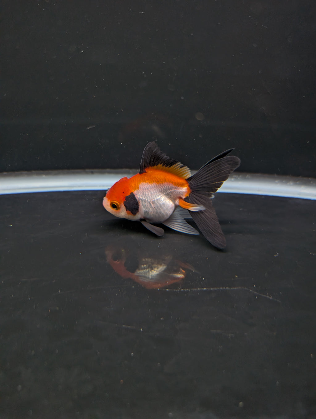 Juvenile Thai Oranda Tricolor 3"in.  ID#814T1A-009