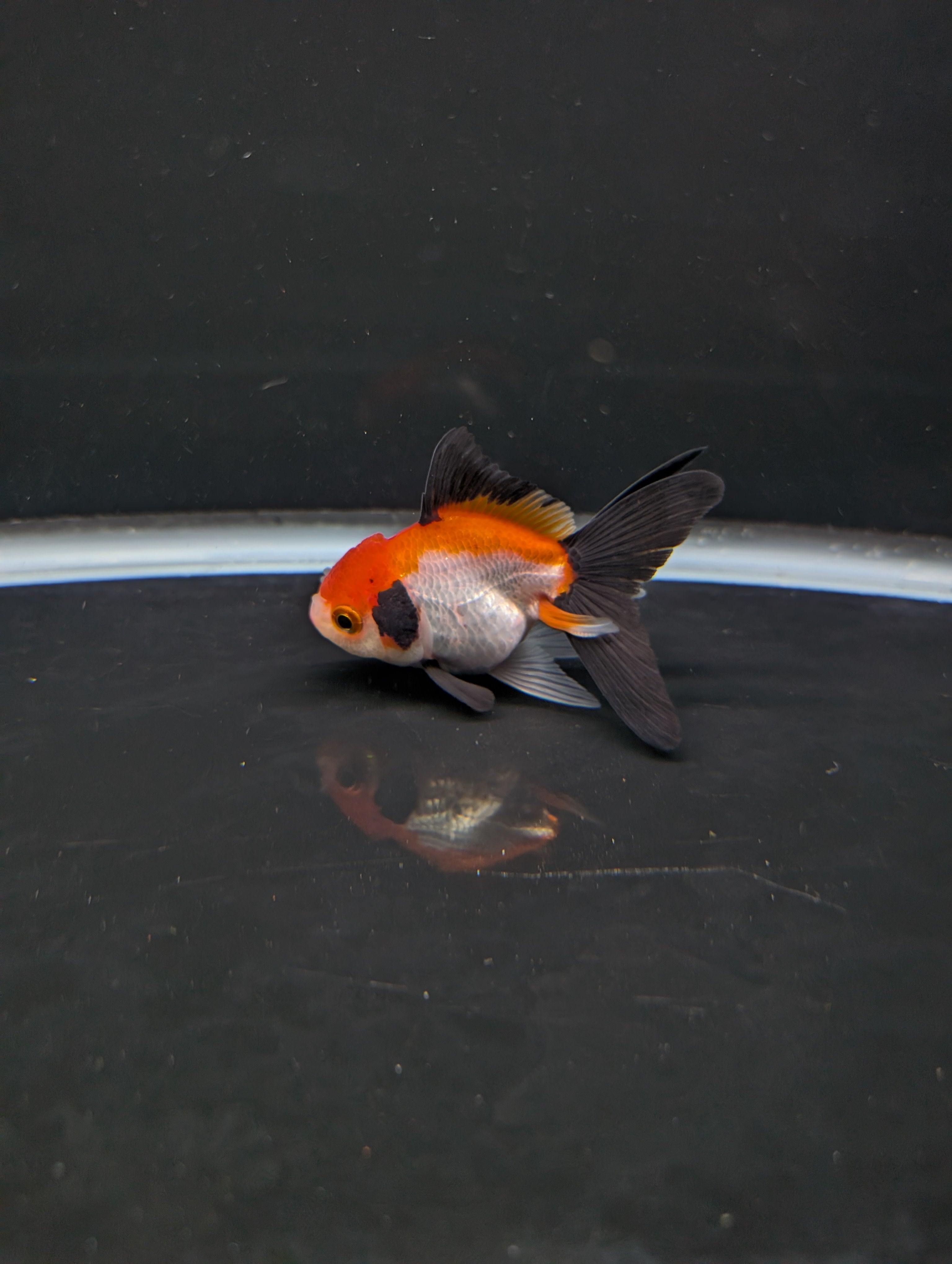 Juvenile Thai Oranda Tricolor 3"in.  ID#814T1A-009