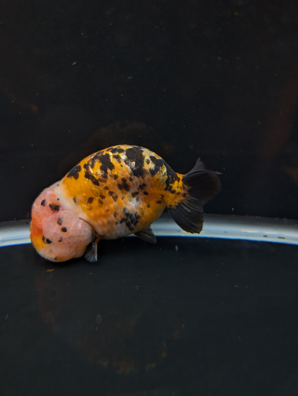 Jumbo Ranchu Calico 4.5"-5" in. ID#821R8A-033