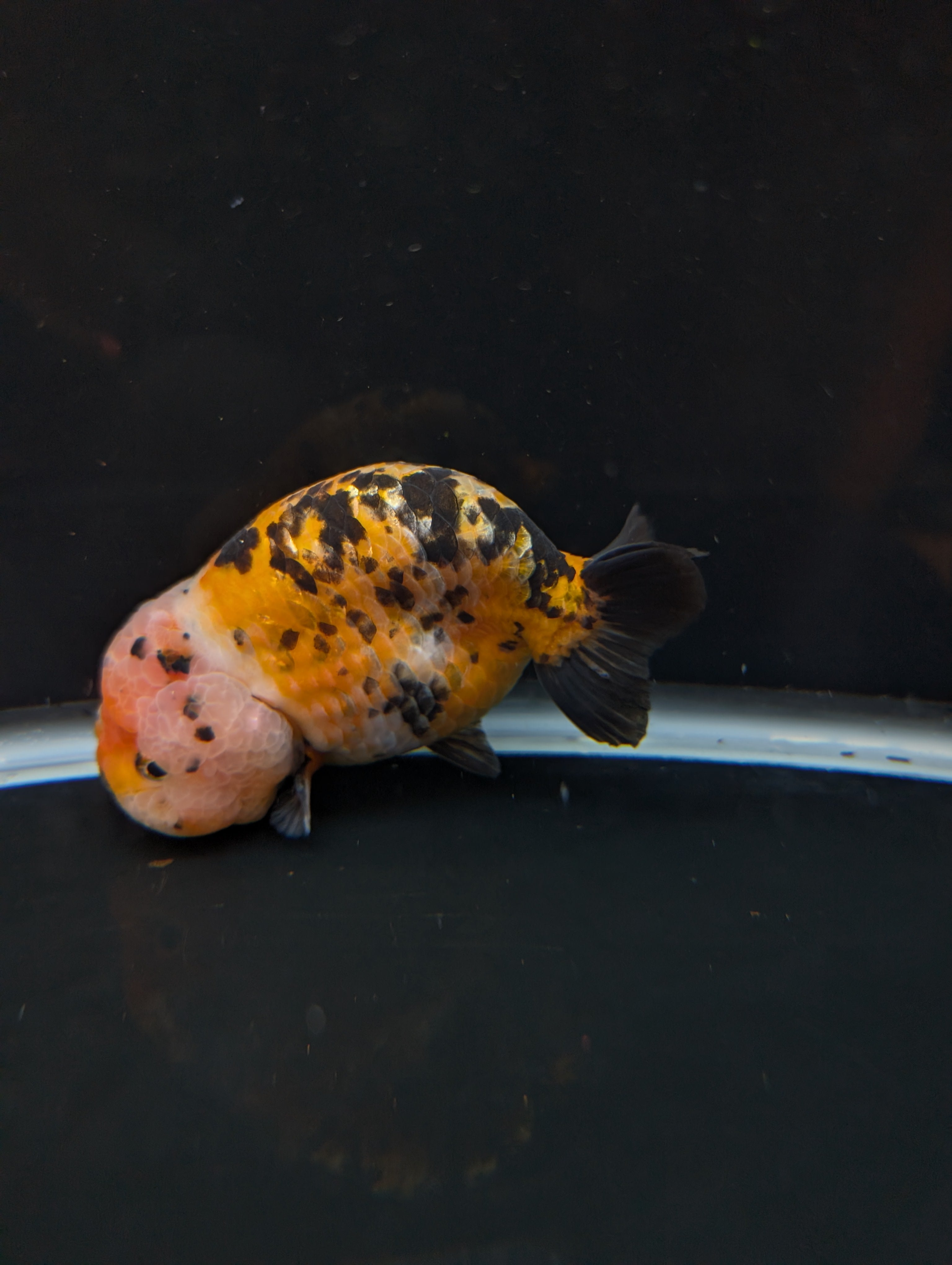 Jumbo Ranchu Calico 4.5"-5" in. ID#821R8A-033