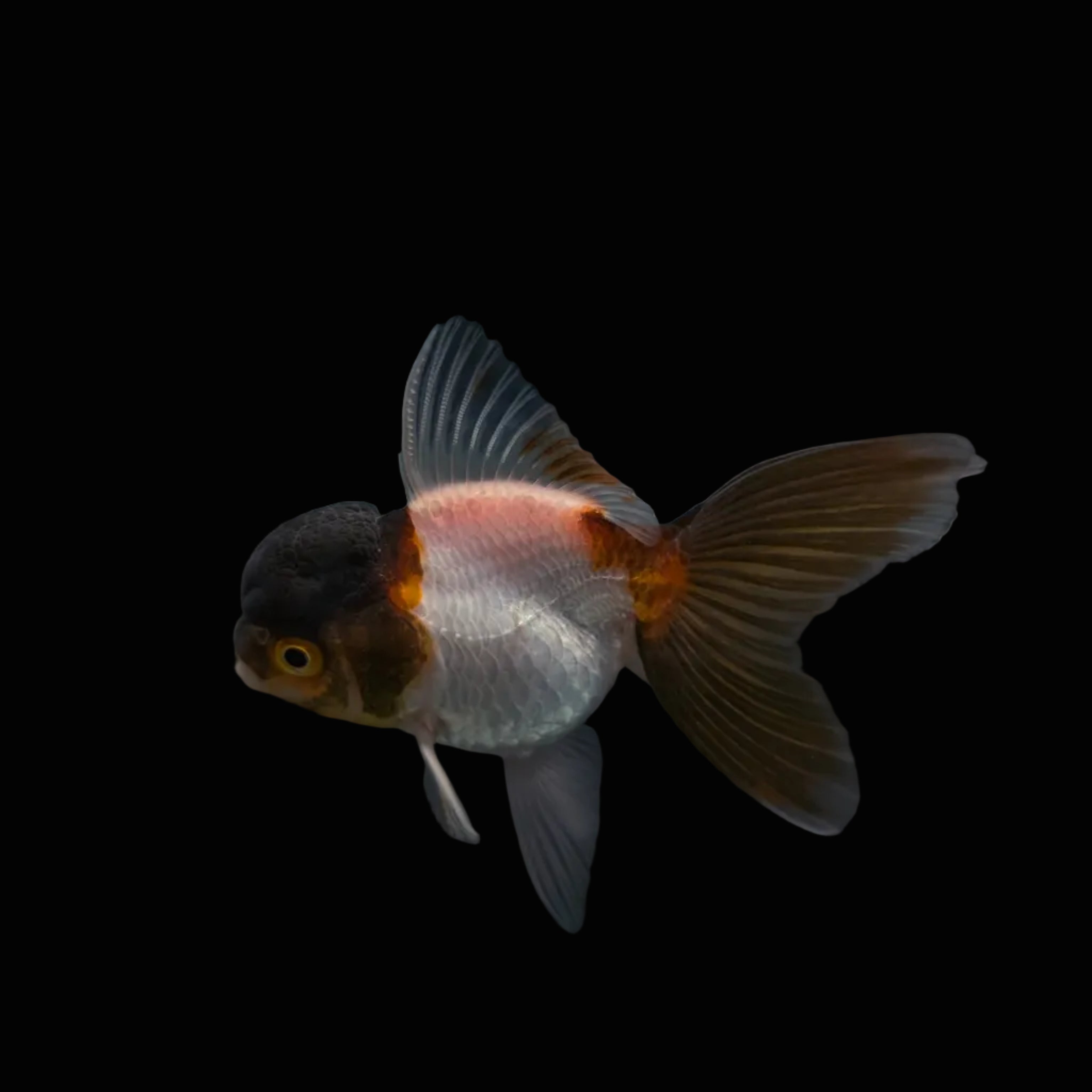 Juvenile Oranda Panda 3.5"-4" in.  ID#327T13b-036