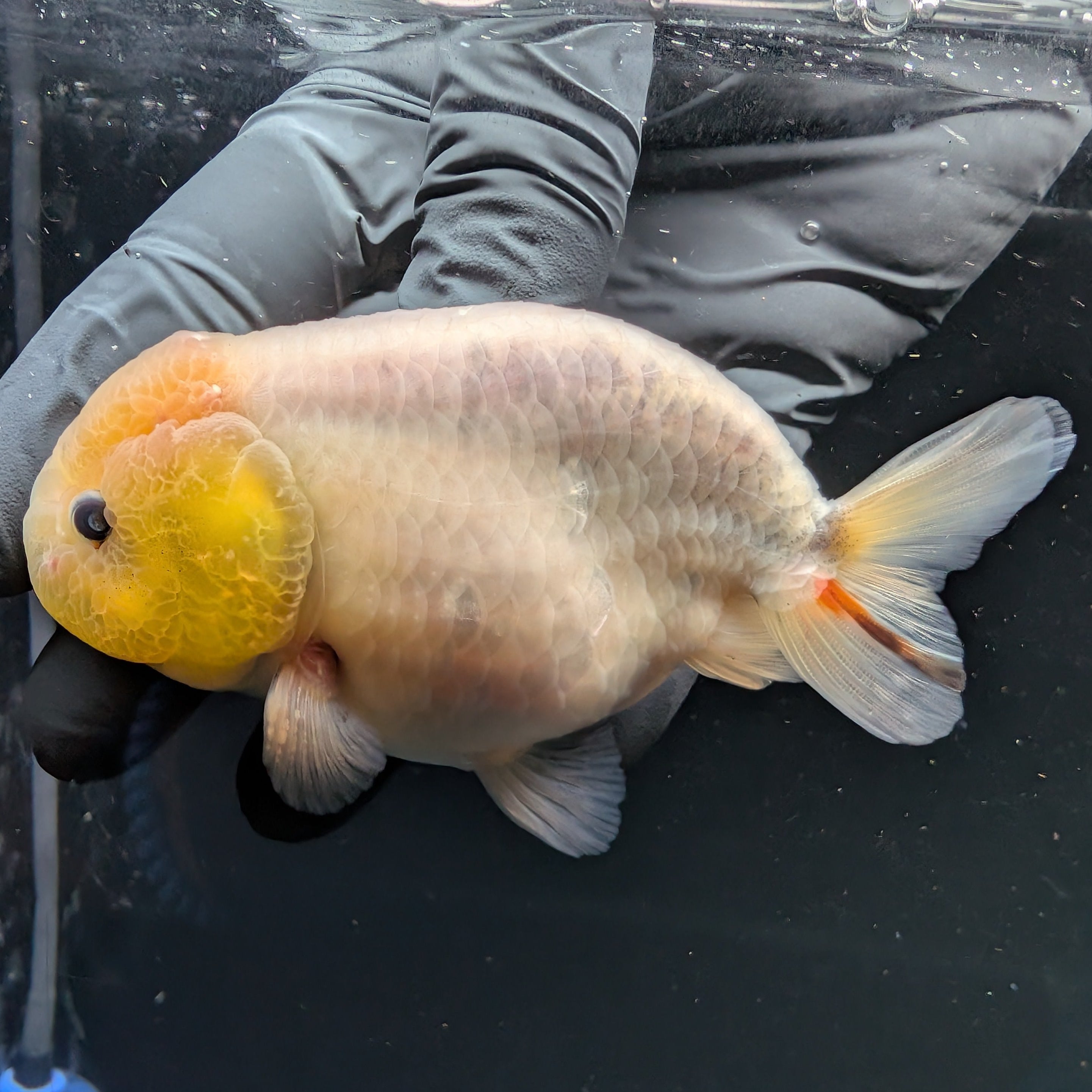 Jumbo Ranchu Calico 4"-4.5" in. ID#5153B-013