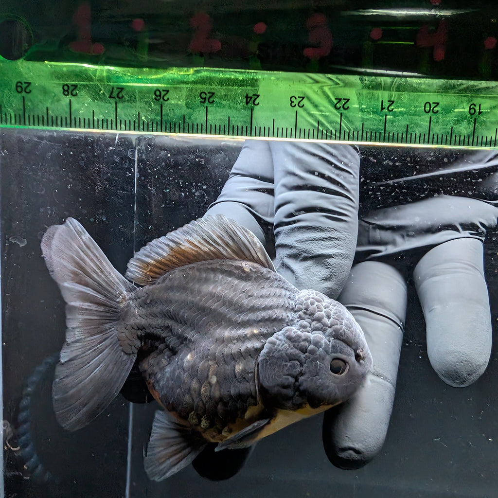 Thai Oranda Shogun Calico 4" in. ID#703SG7A-007