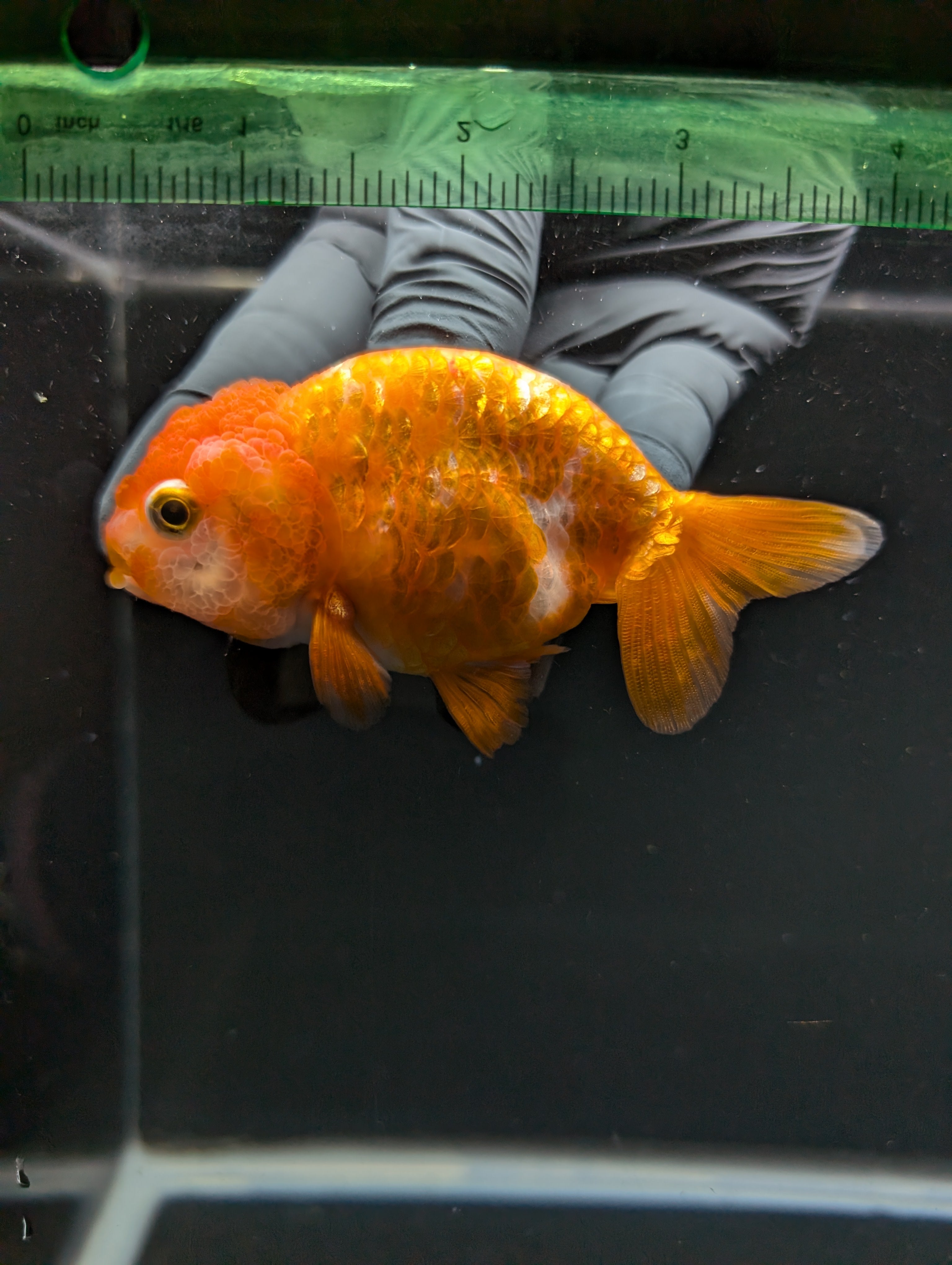 Ranchu Red White 3.5"-4"in. ID#828R4A-021