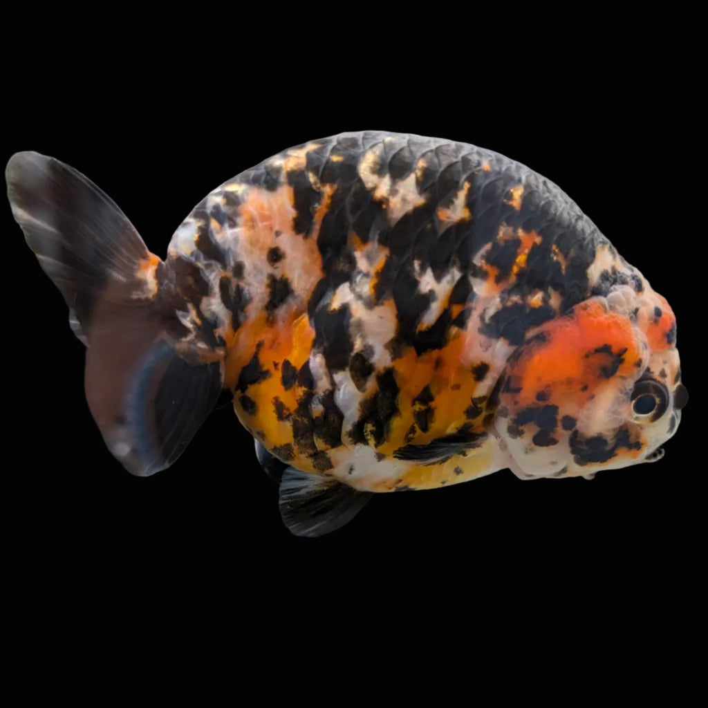 Jumbo Ranchu Calico 4.5"-5" in. ID#1009R8A-053