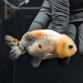 Jumbo Ranchu Calico 3.5"- 4" in. ID#717R8A-004
