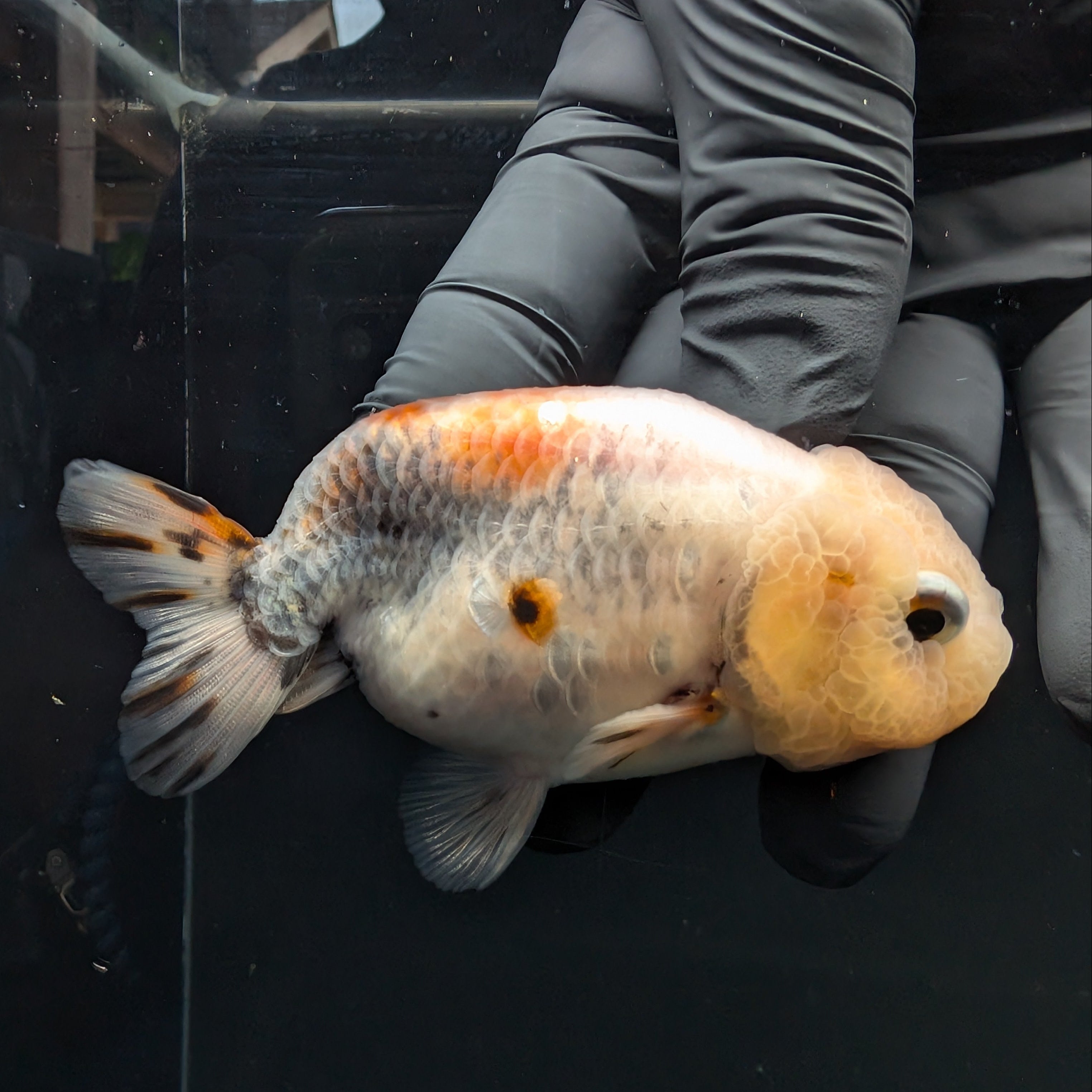 Jumbo Ranchu Calico 3.5"- 4" in. ID#717R8A-004