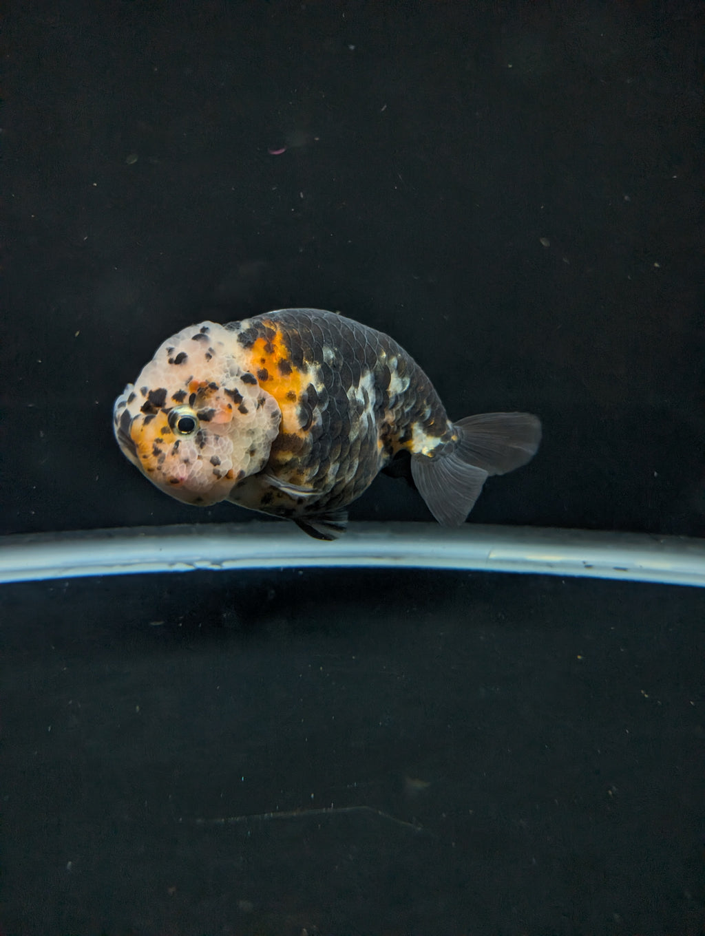 Jumbo Ranchu Heavy Ink Calico 4"-4.5" in. ID#918R8A-071